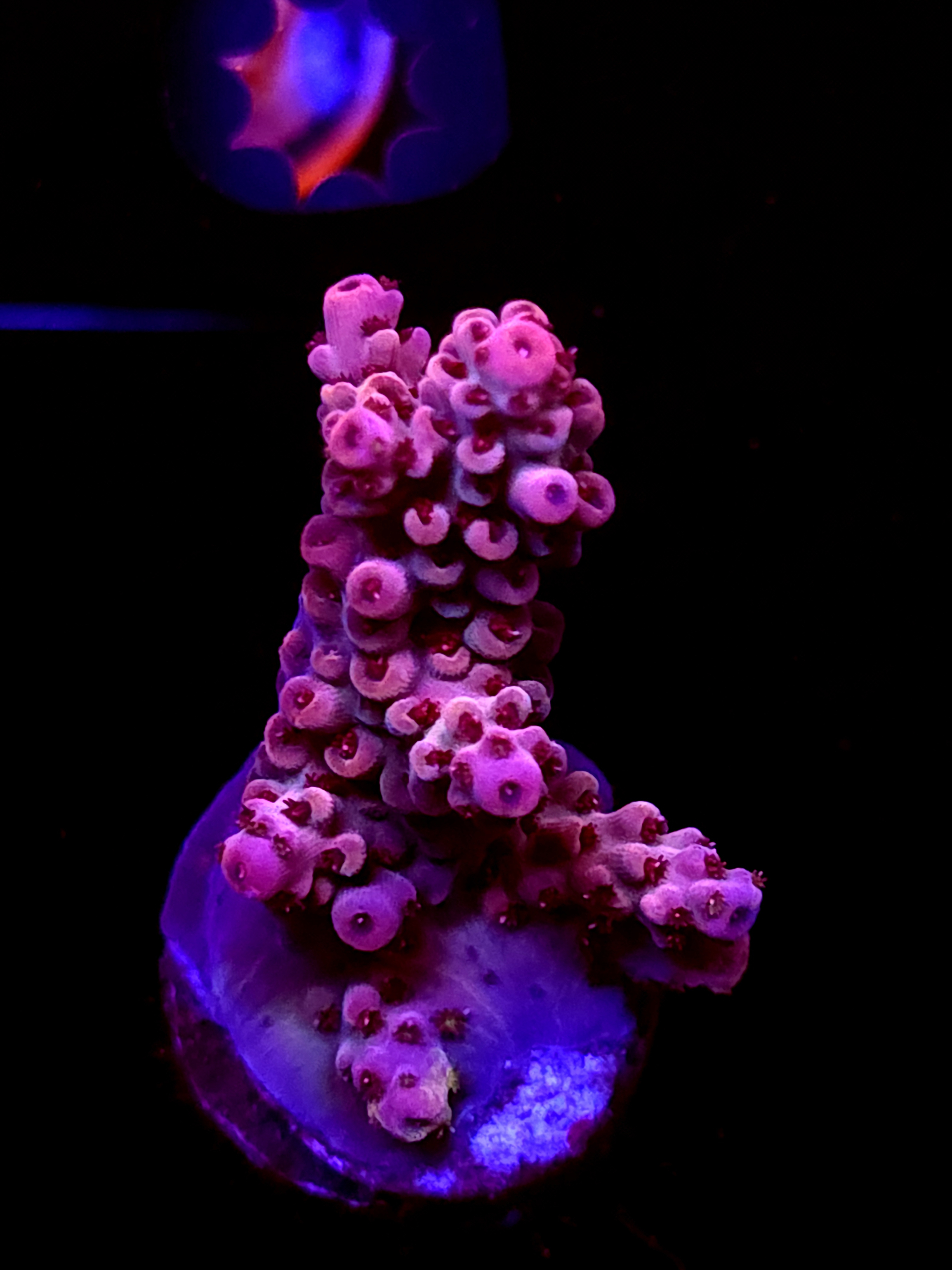 SBB "Ashen Crown" Acro Large Branch Crusting