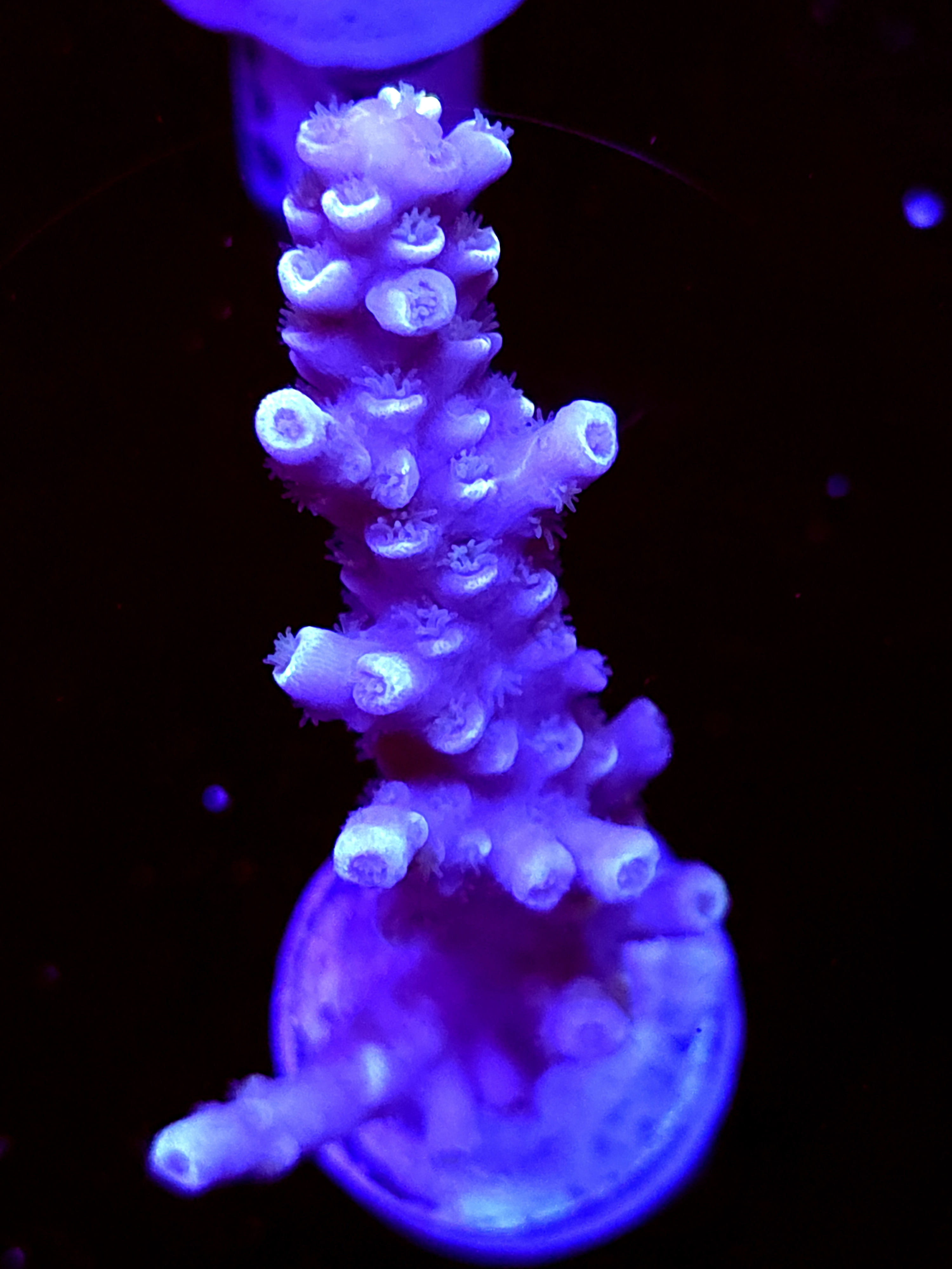 SBB "Grafted King" Acro Large Branch