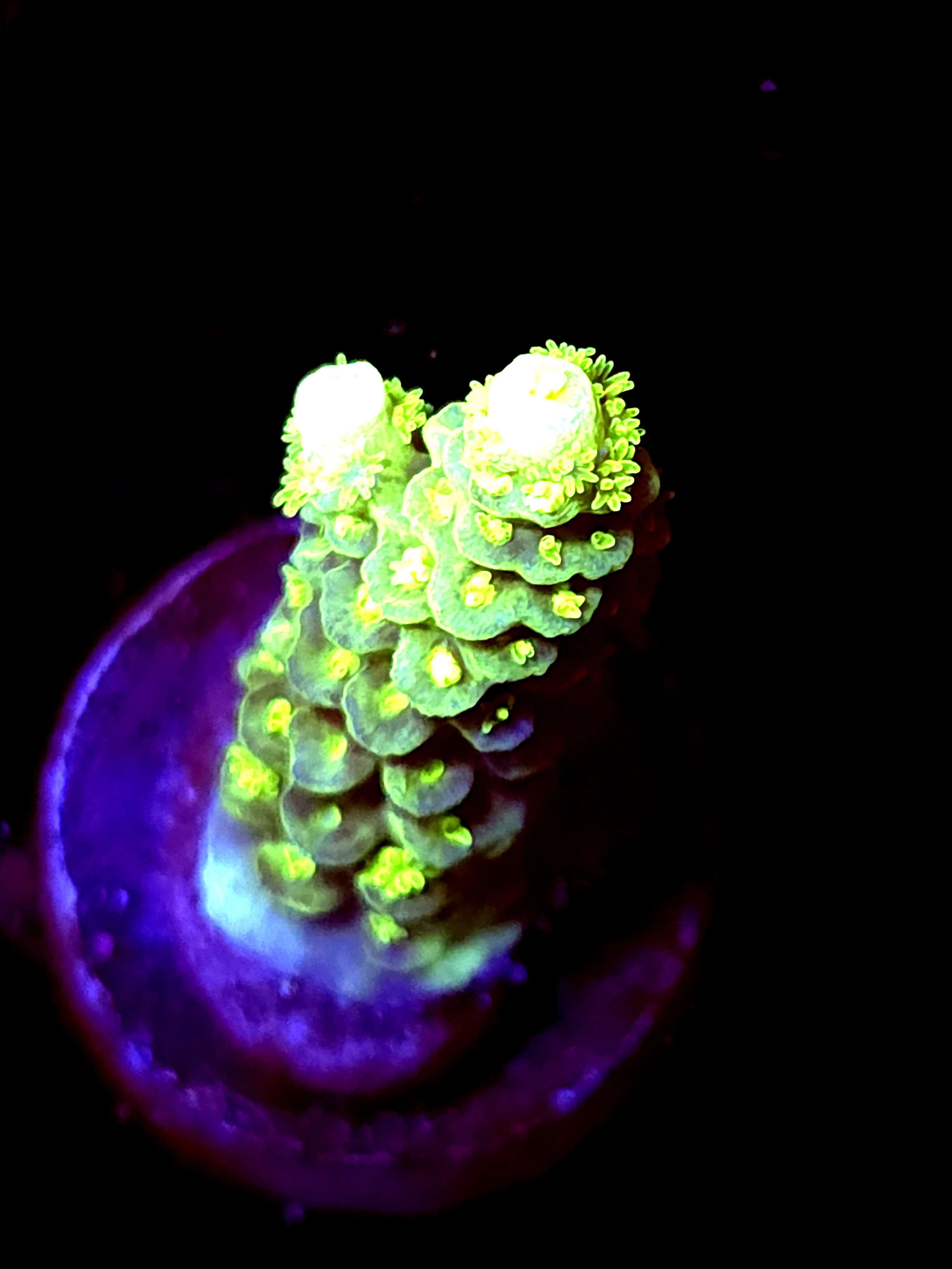 SBB "Hyper Cell" Acro Small Branch