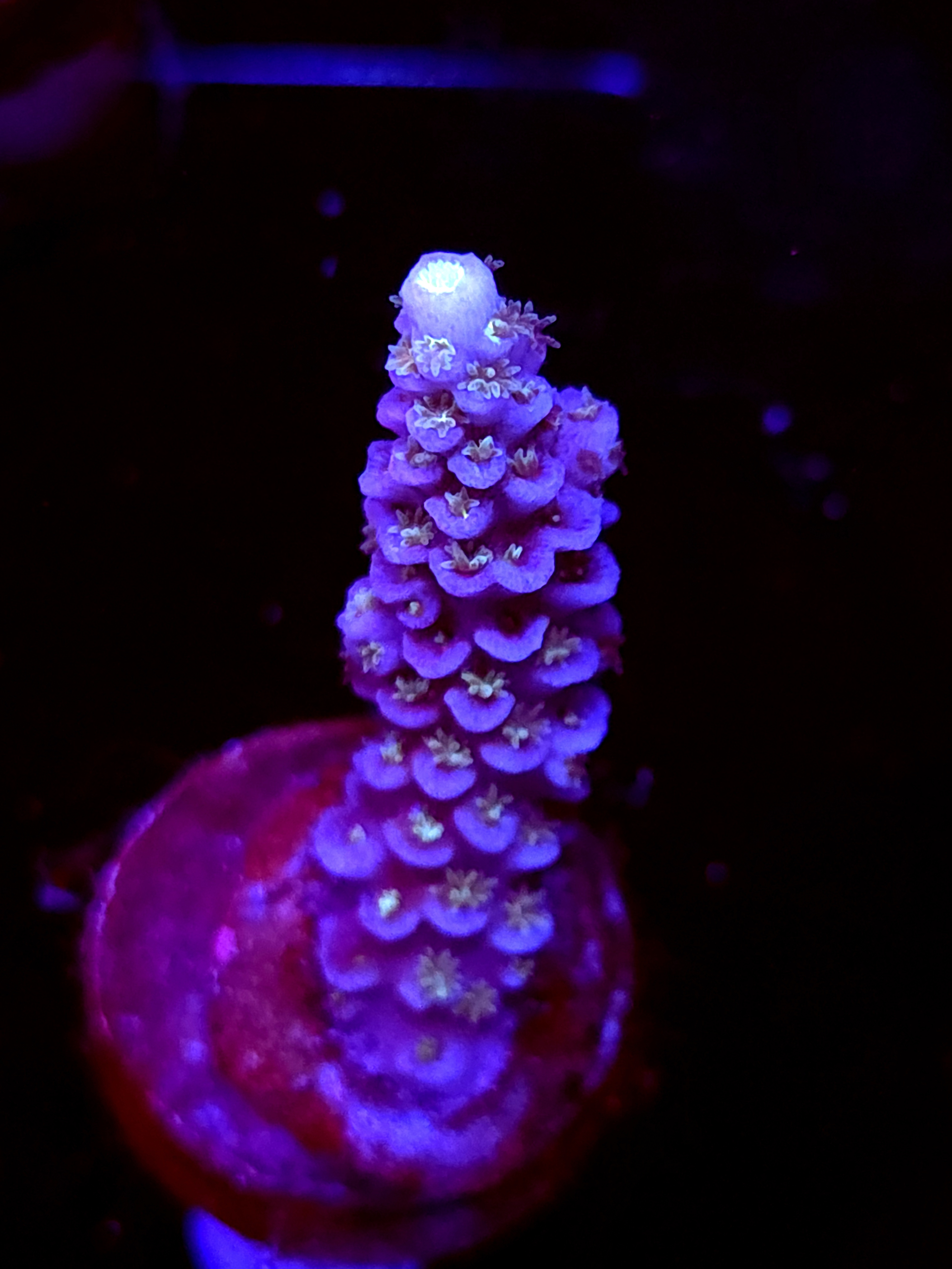 SBB "Prism Royale" Acro Medium Branch