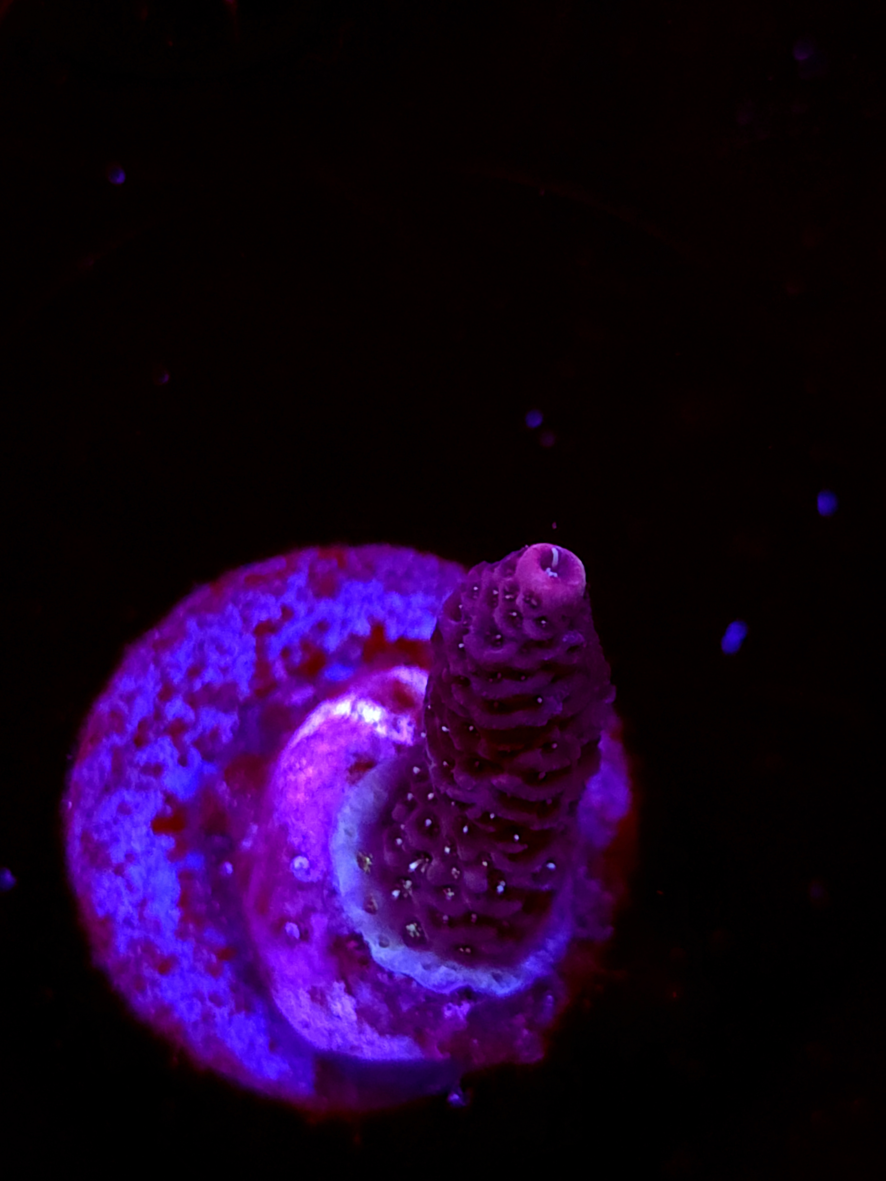 SBB "Mystery Signature" Acro Small Branch