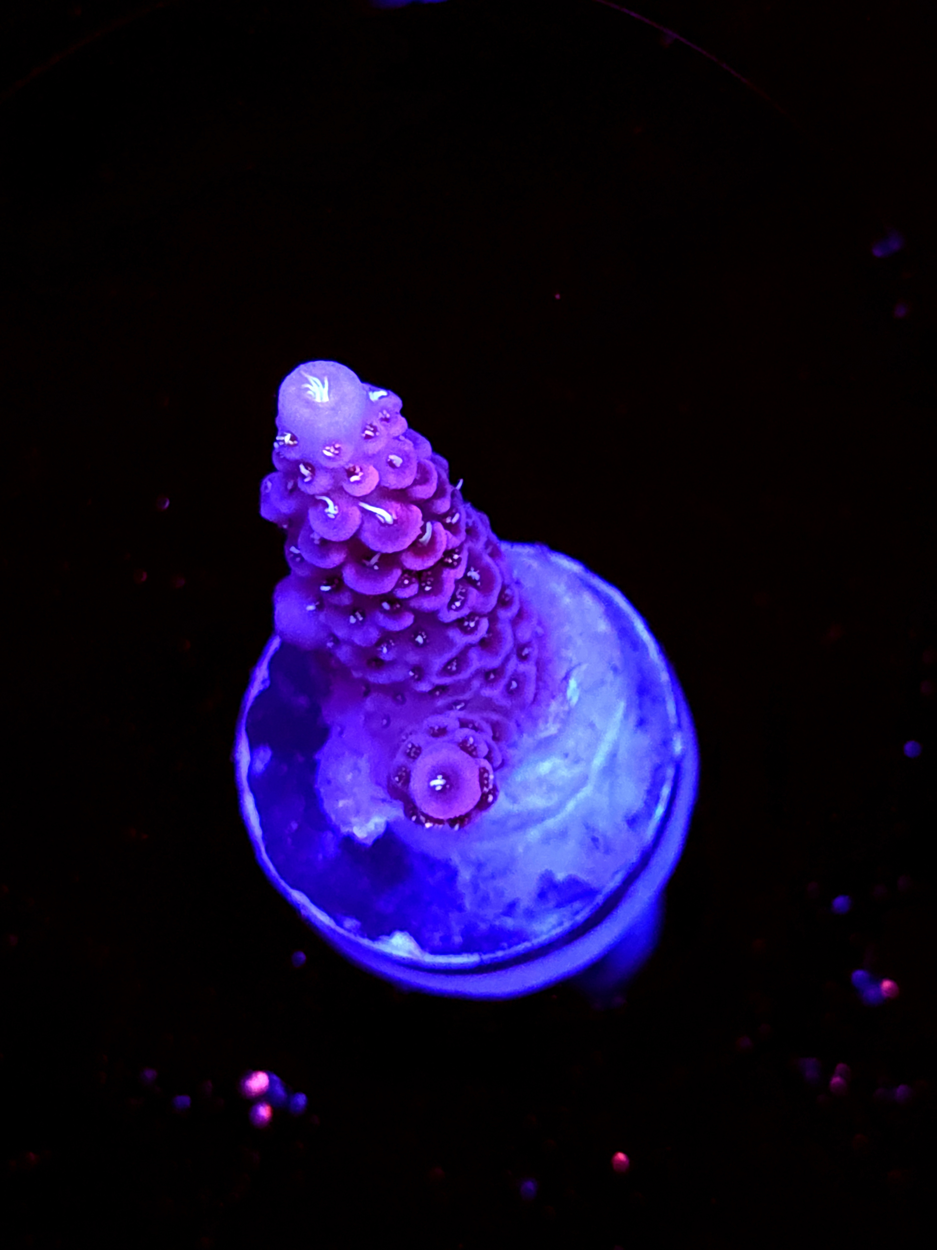 SBB "Fire Dragon" Acro Small Branch