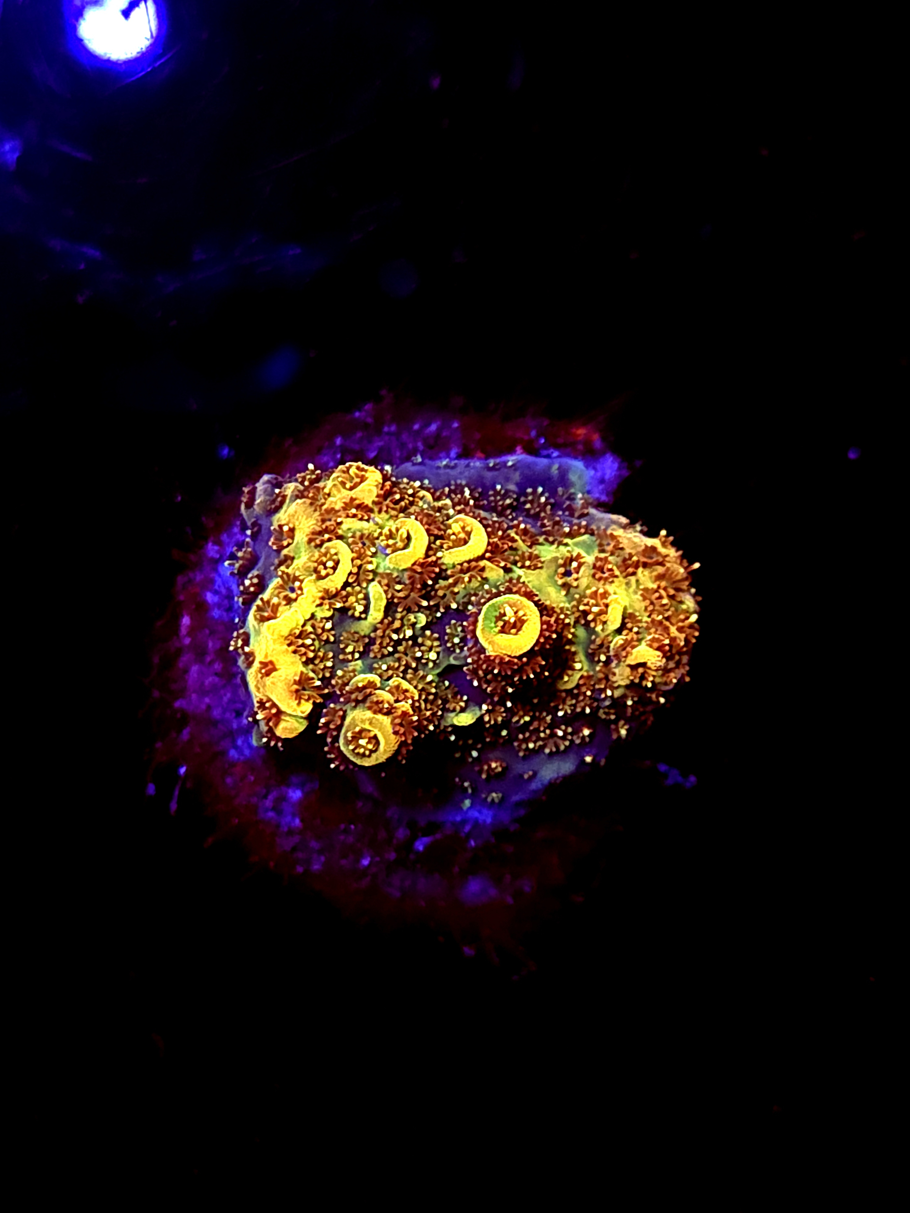 SBB "Mystery Signature" Acro Small Chunk