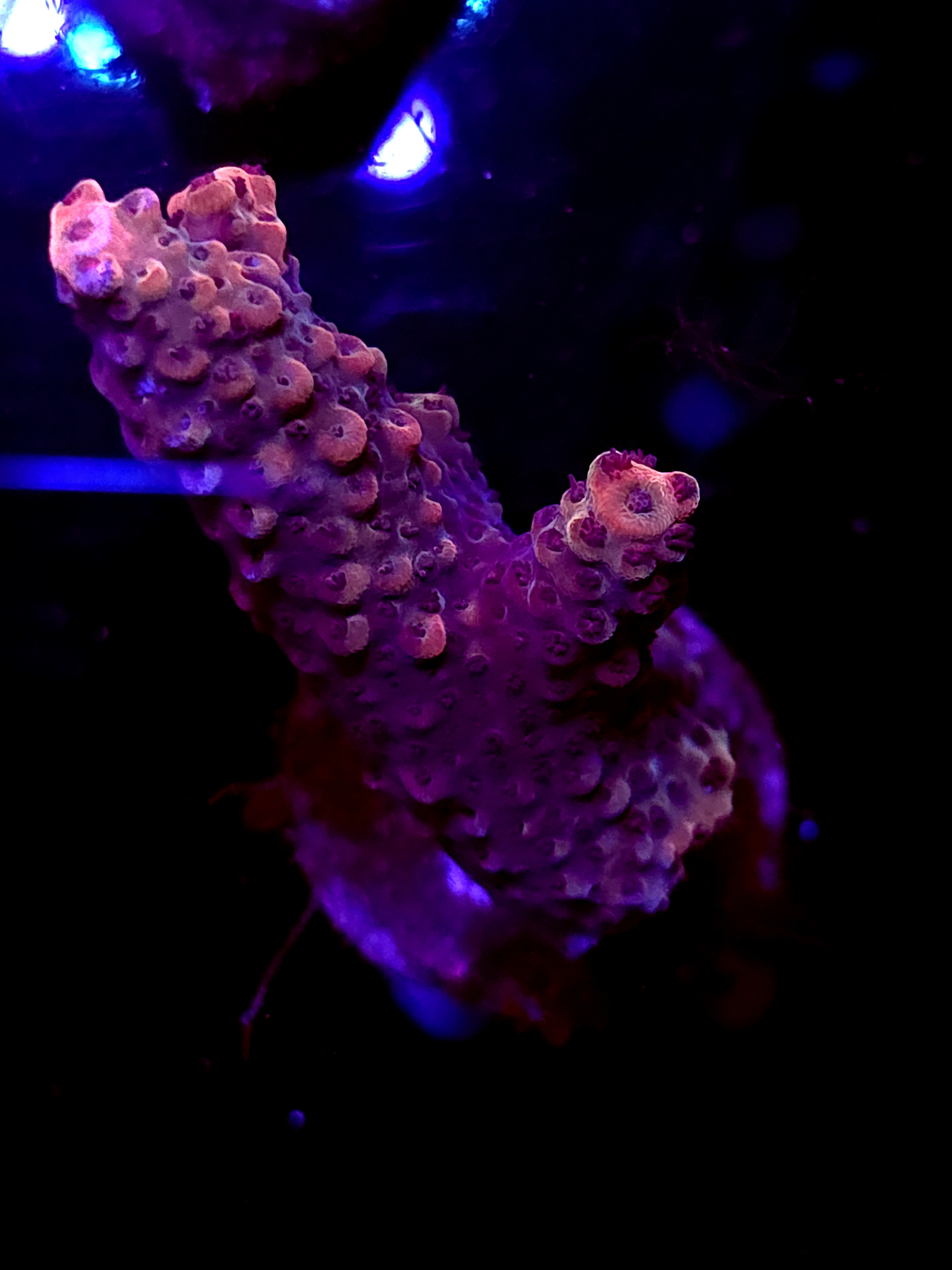 SBB "Rust Claw" Acro Large 2 Branch