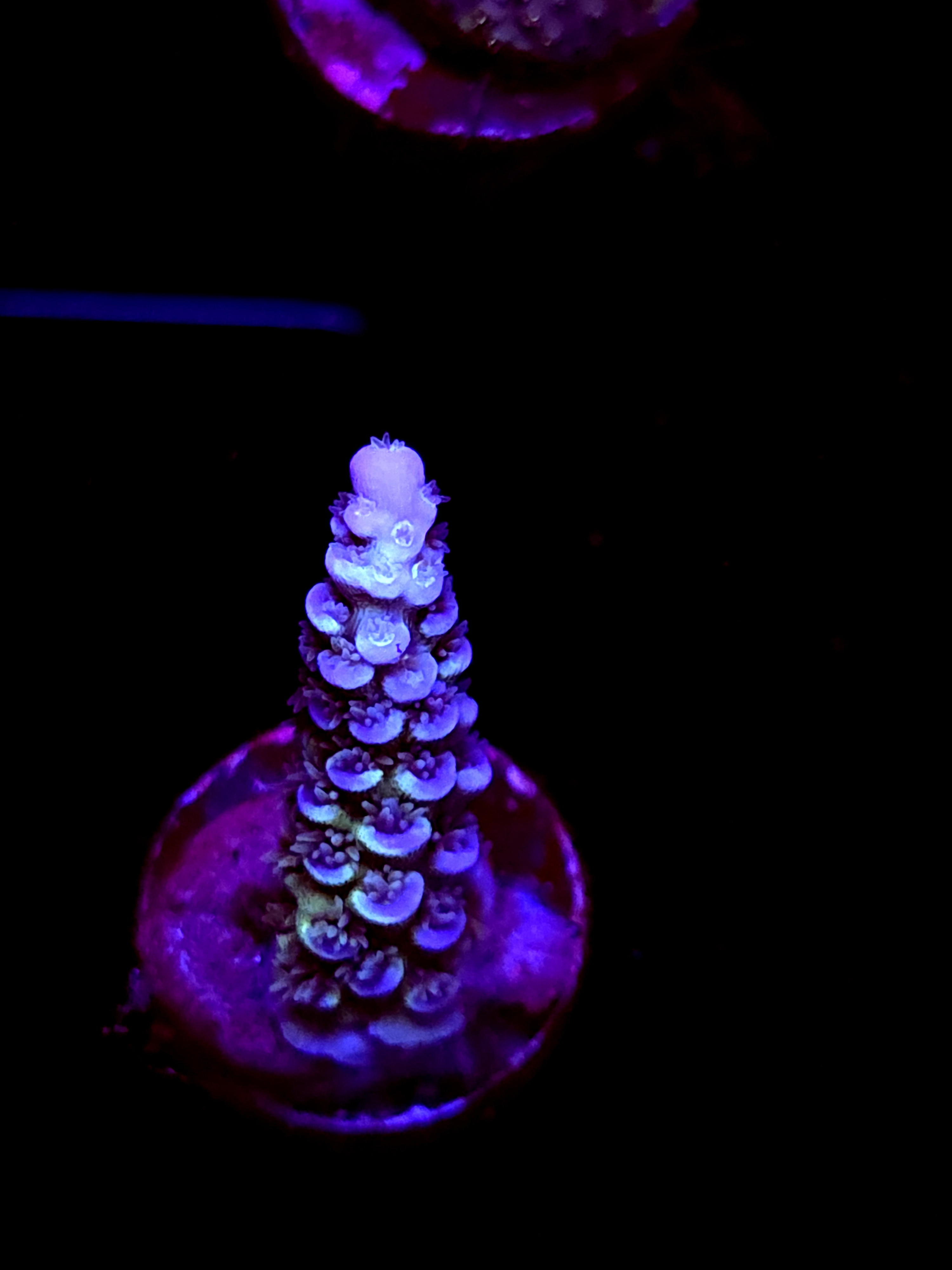 SBB "Flux Born" Acro Medium Branch