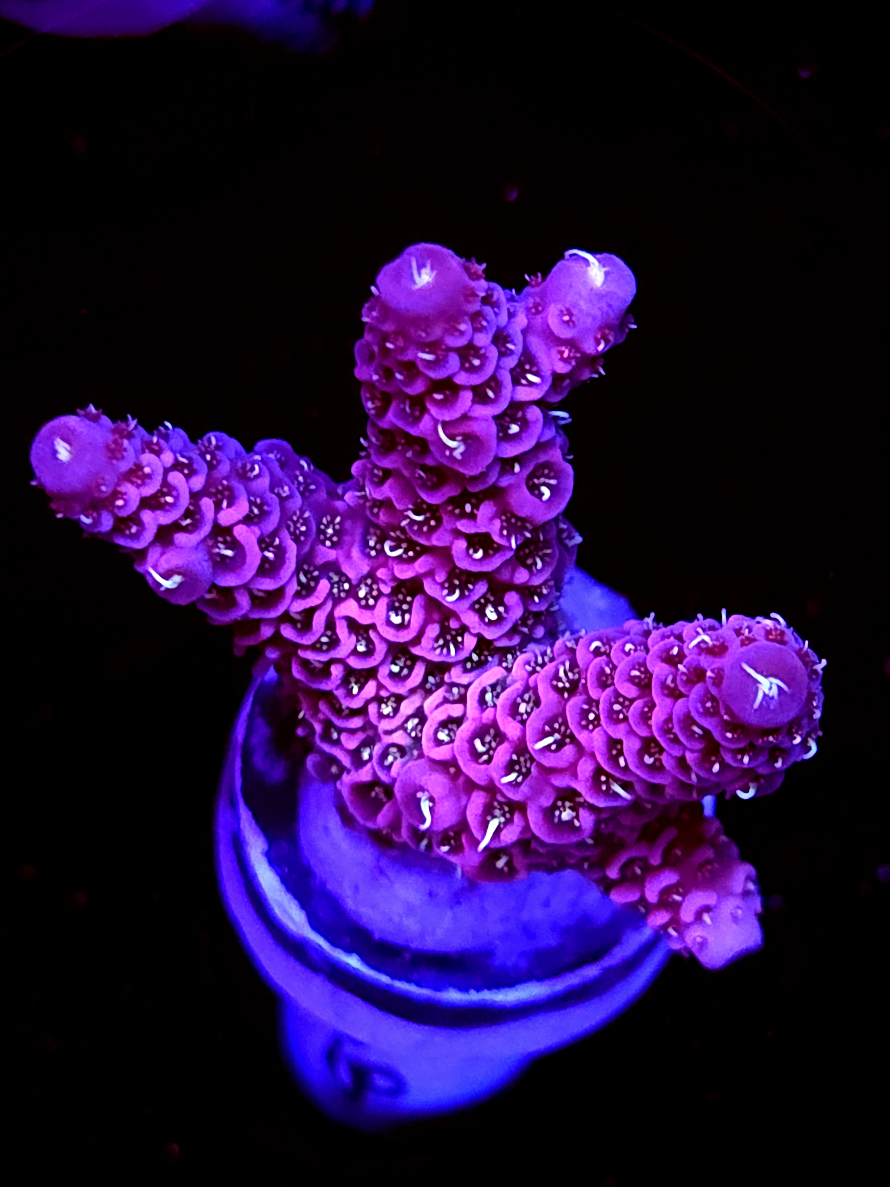 SBB "Fire Dragon" Acro Medium 3 Branch