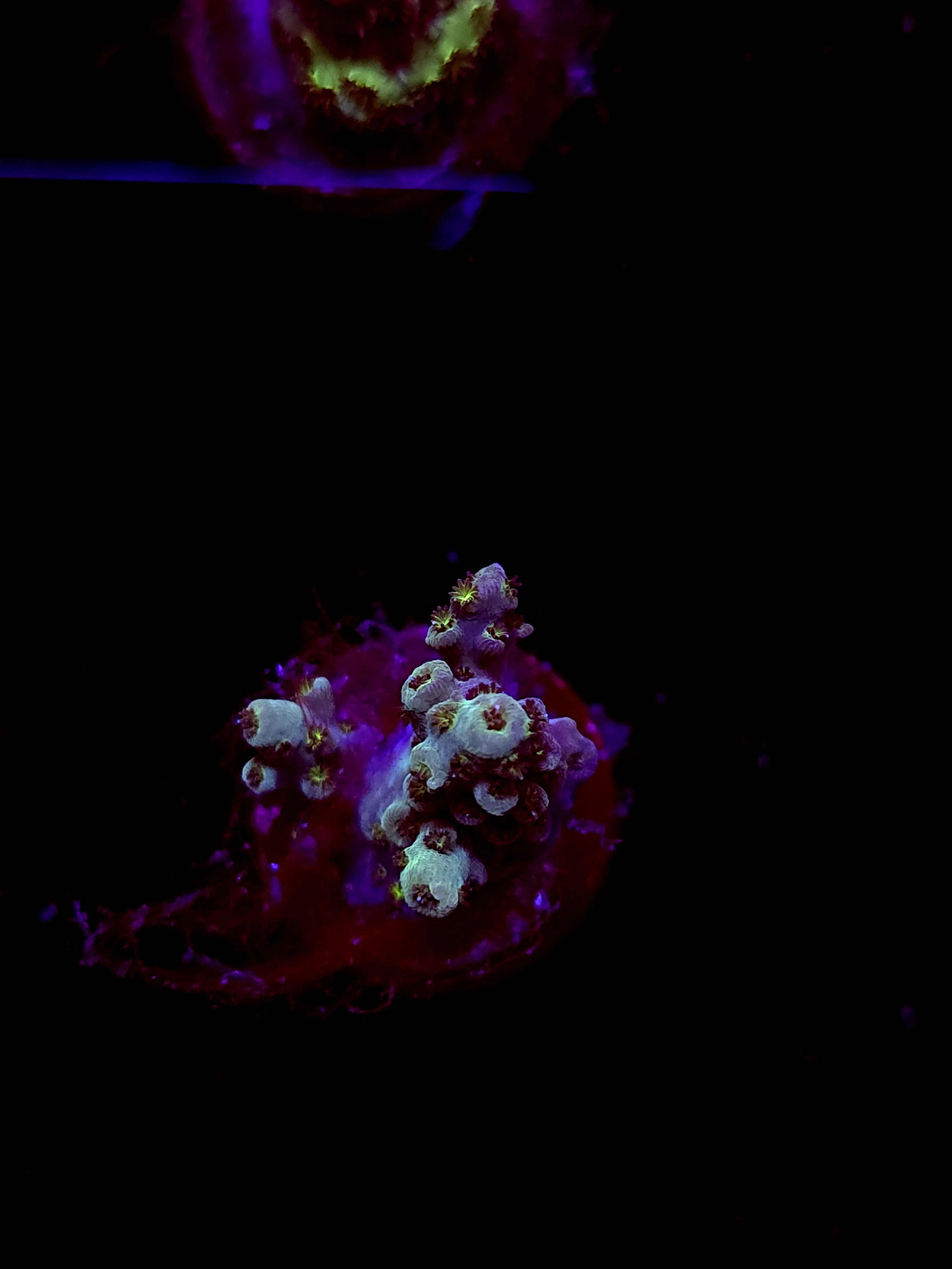 SBB "Mystery Signature" Acro Small 2 Branch