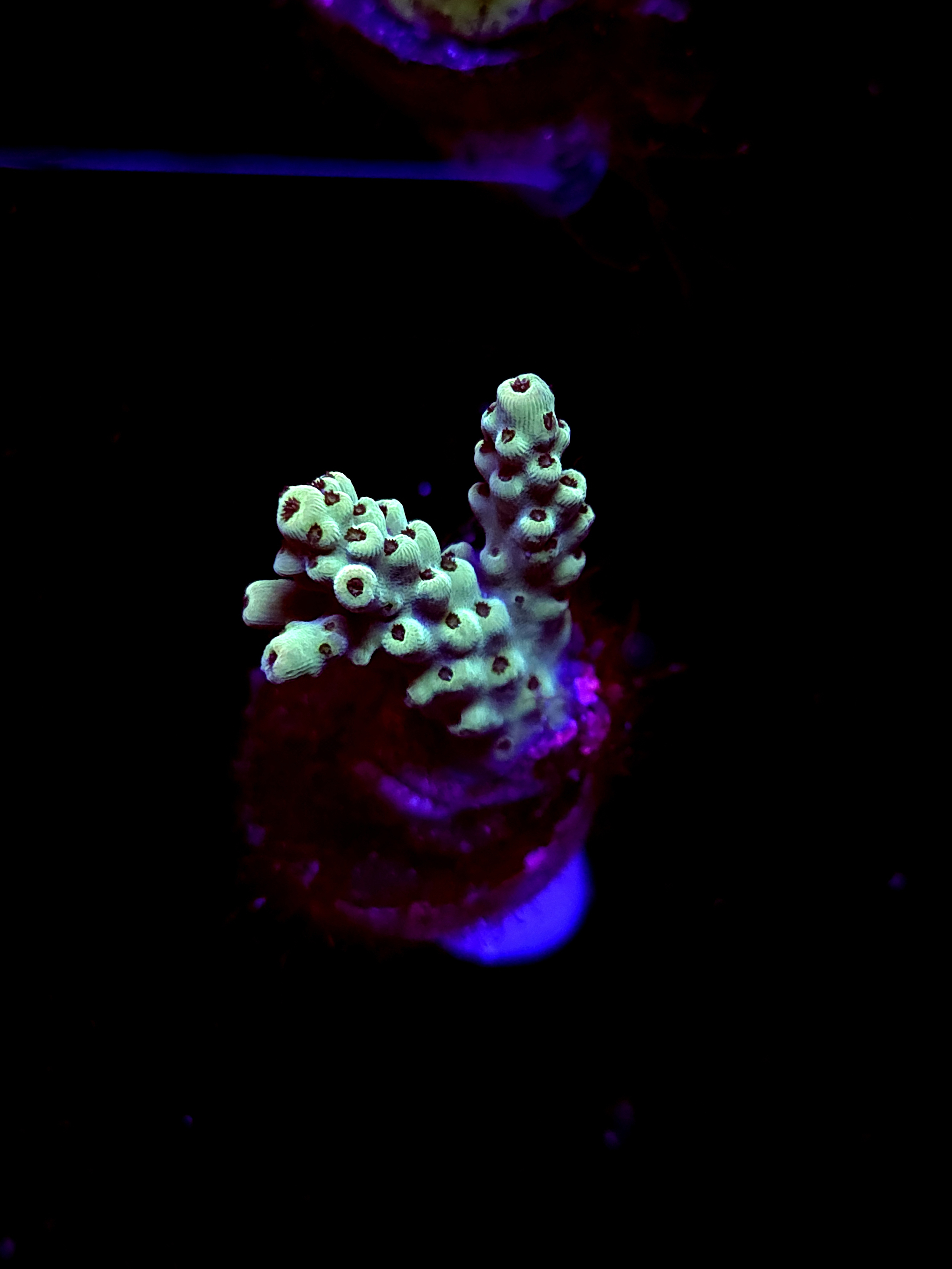 SBB "Death Blossom" Acro Small 2 Branch