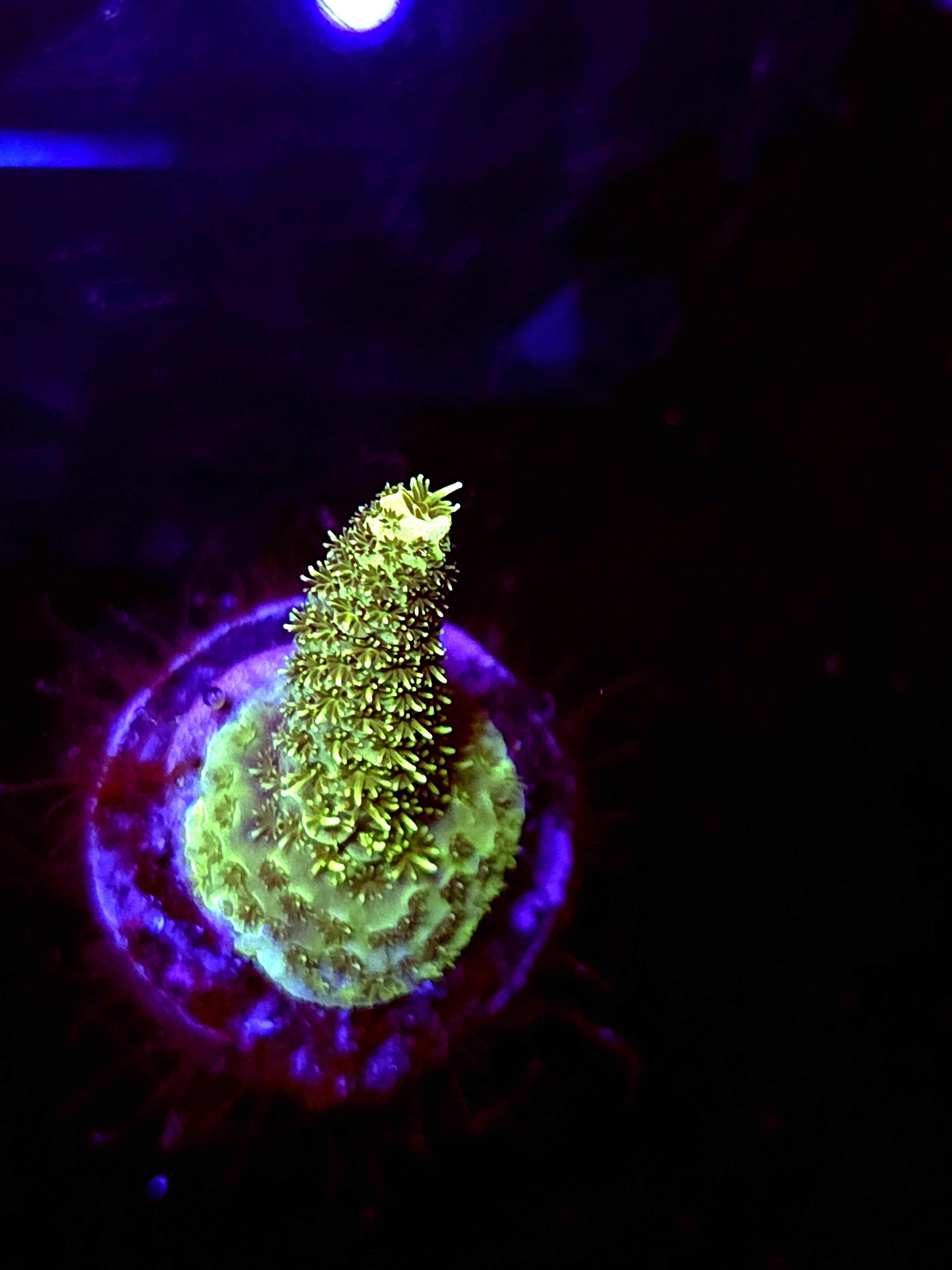 SBB "Yellow Blaze" Acro Small Branch Crusted