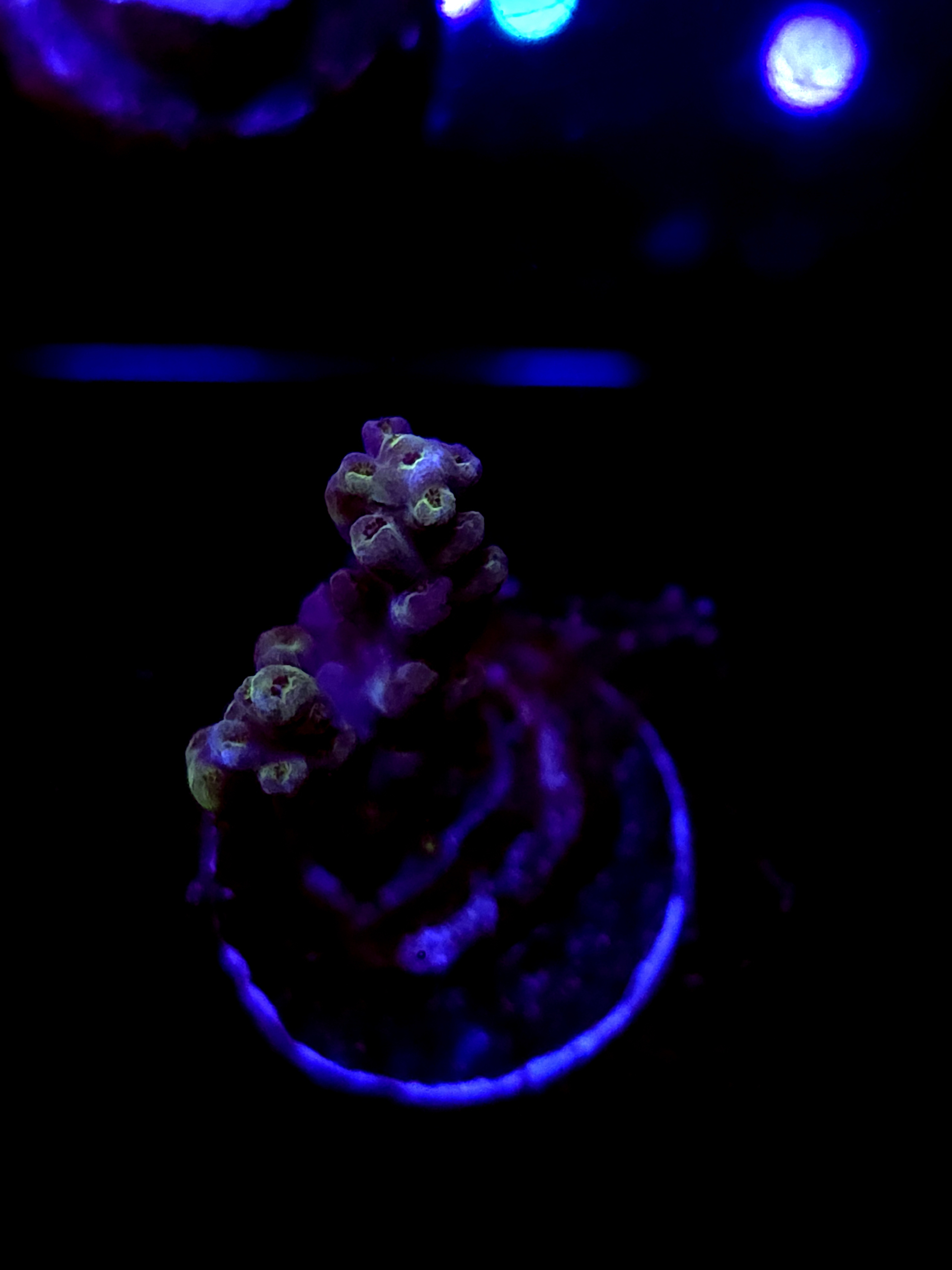 SBB "Shattered Prism" Acro Small 2 Branch