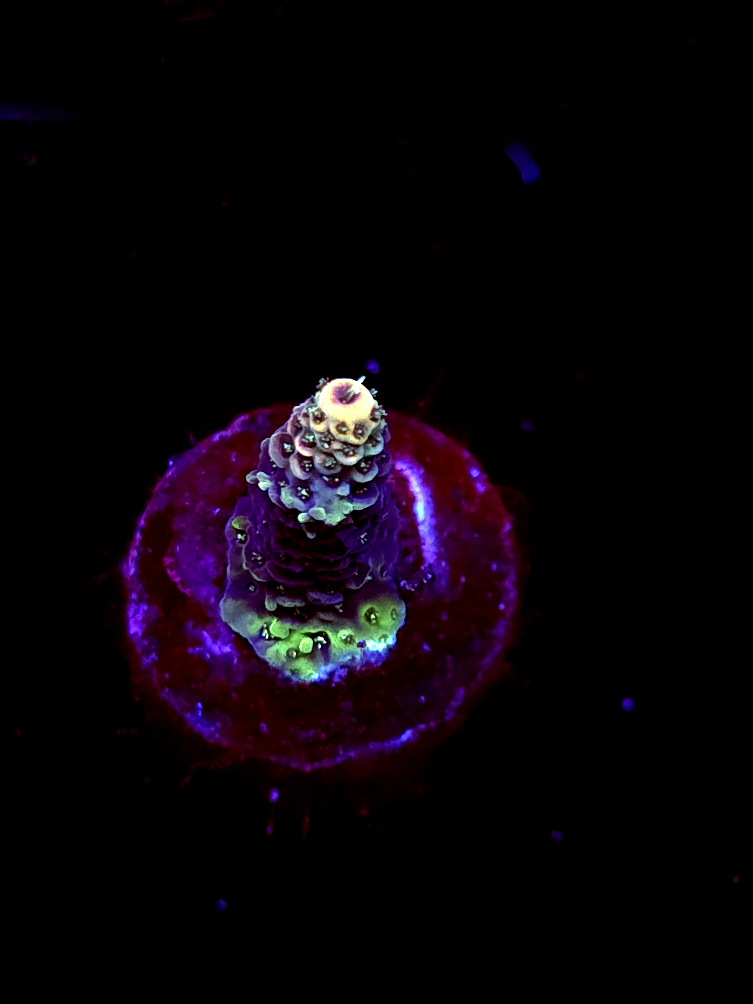 SBB "Candy Surge" Acro Small Branch