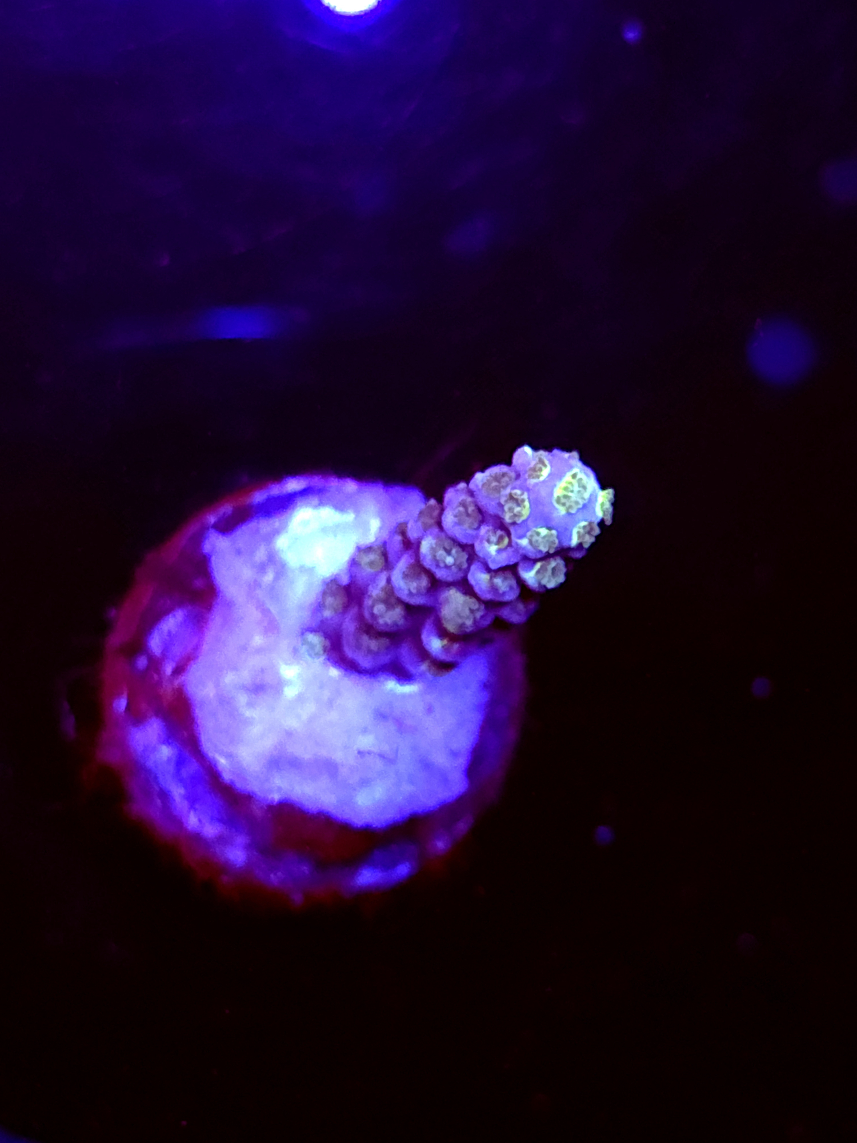 SBB "Lunar Vein" Acro Tina Branch