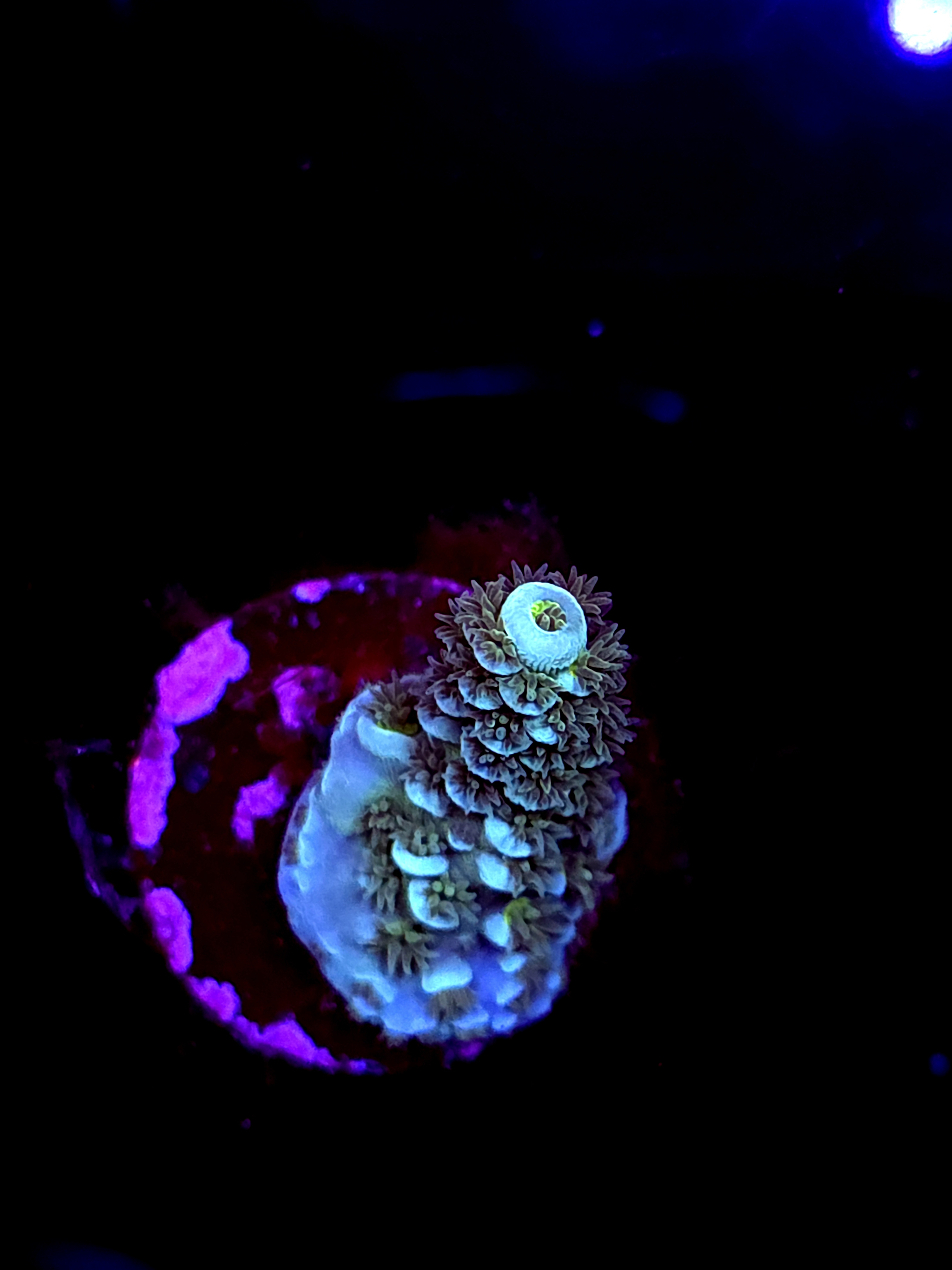 SBB "Melty Mix" Acro Small Branch Crusting