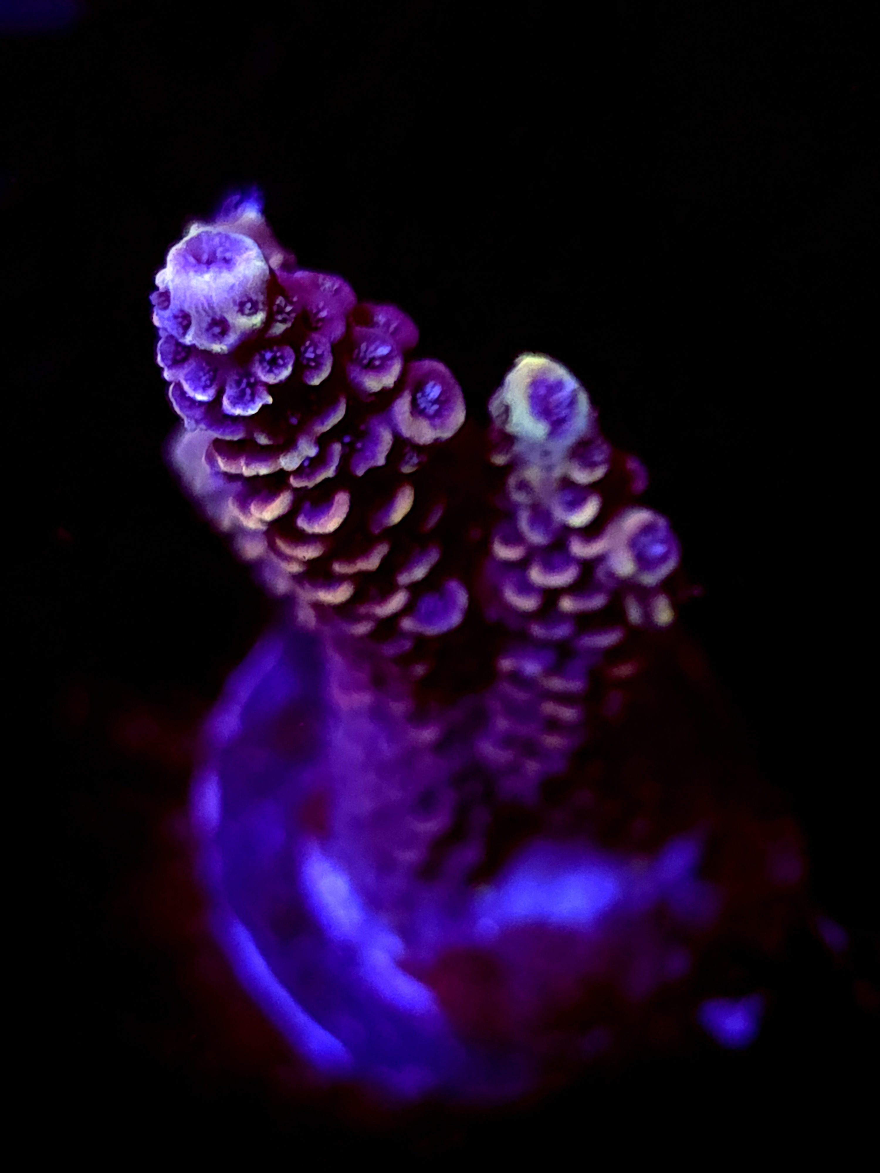 SBB "Mystery Signature" Acro Medium Branch