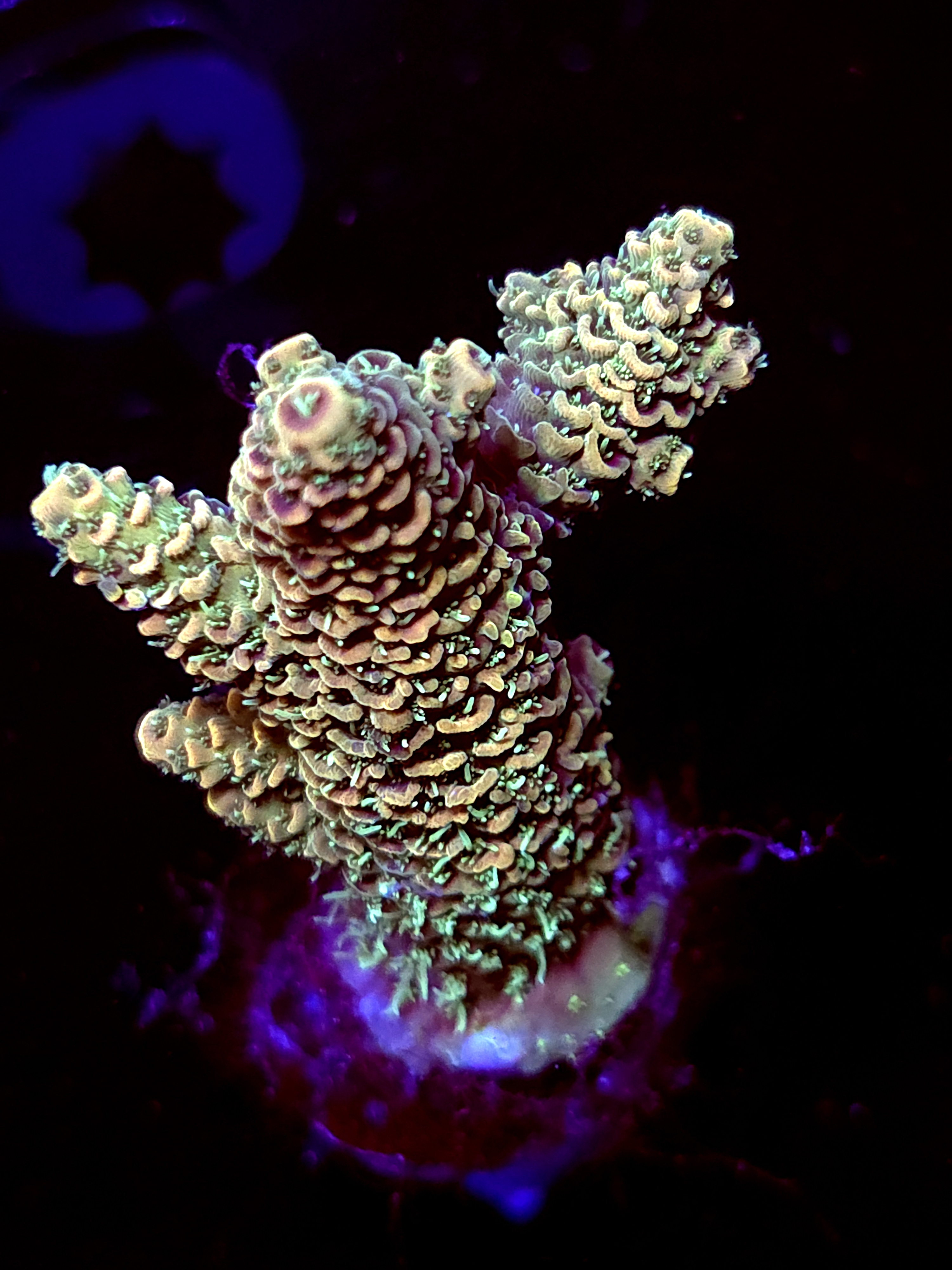 SBB "Candy Surge" Acro Large Branch