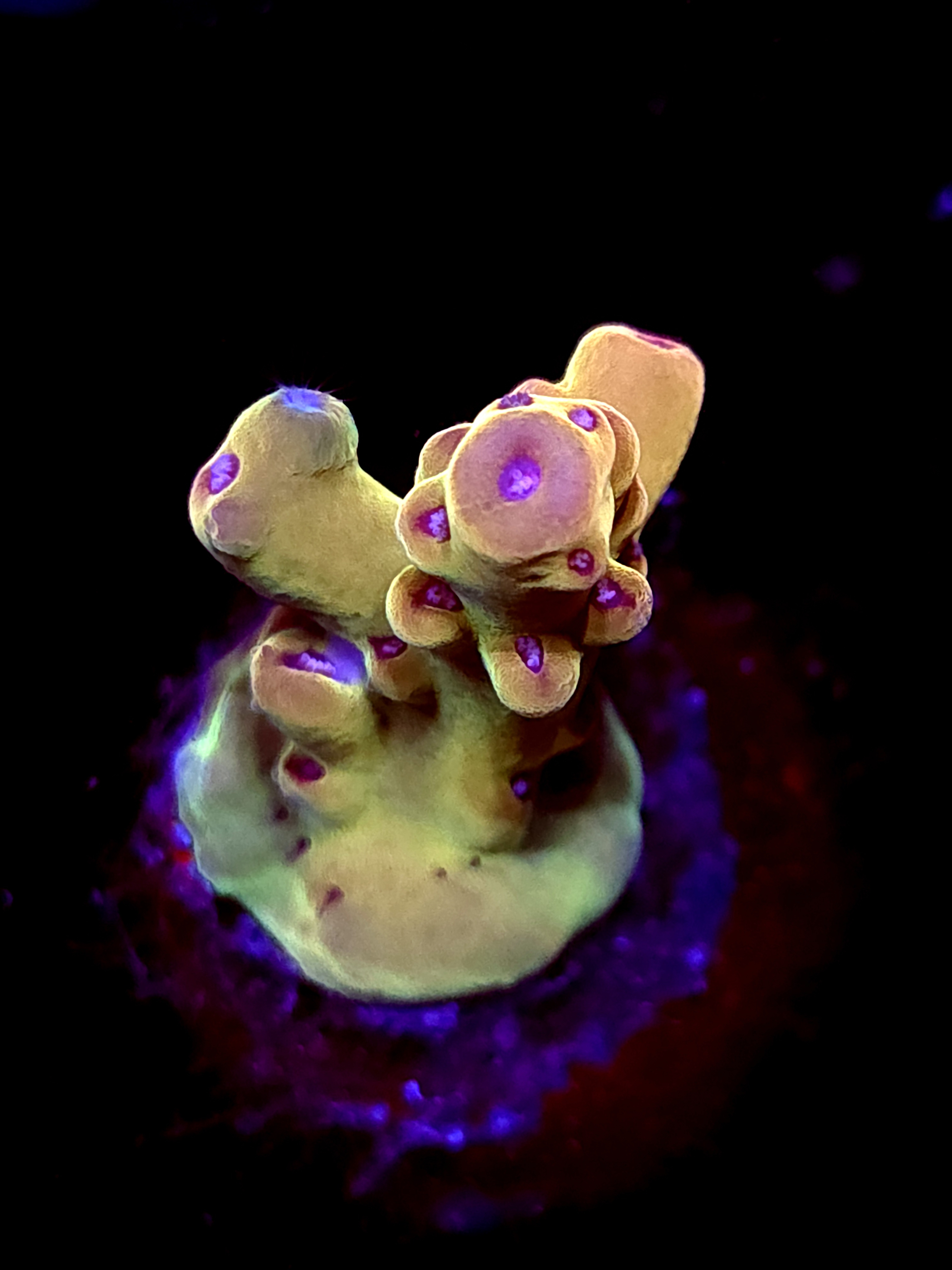 SBB "Abyssal Drift" Acro Small Chunk Crusting