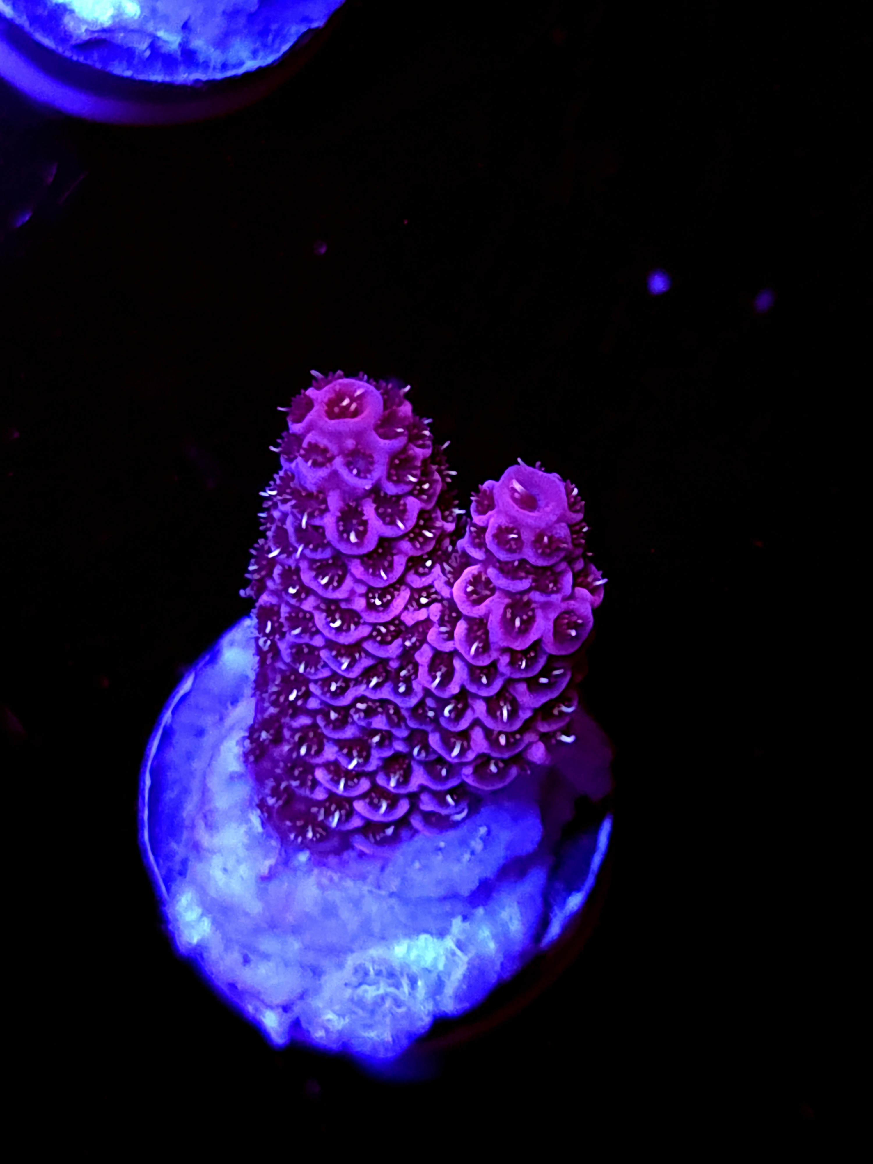 SBB "Fire Dragon" Acro Small Branch