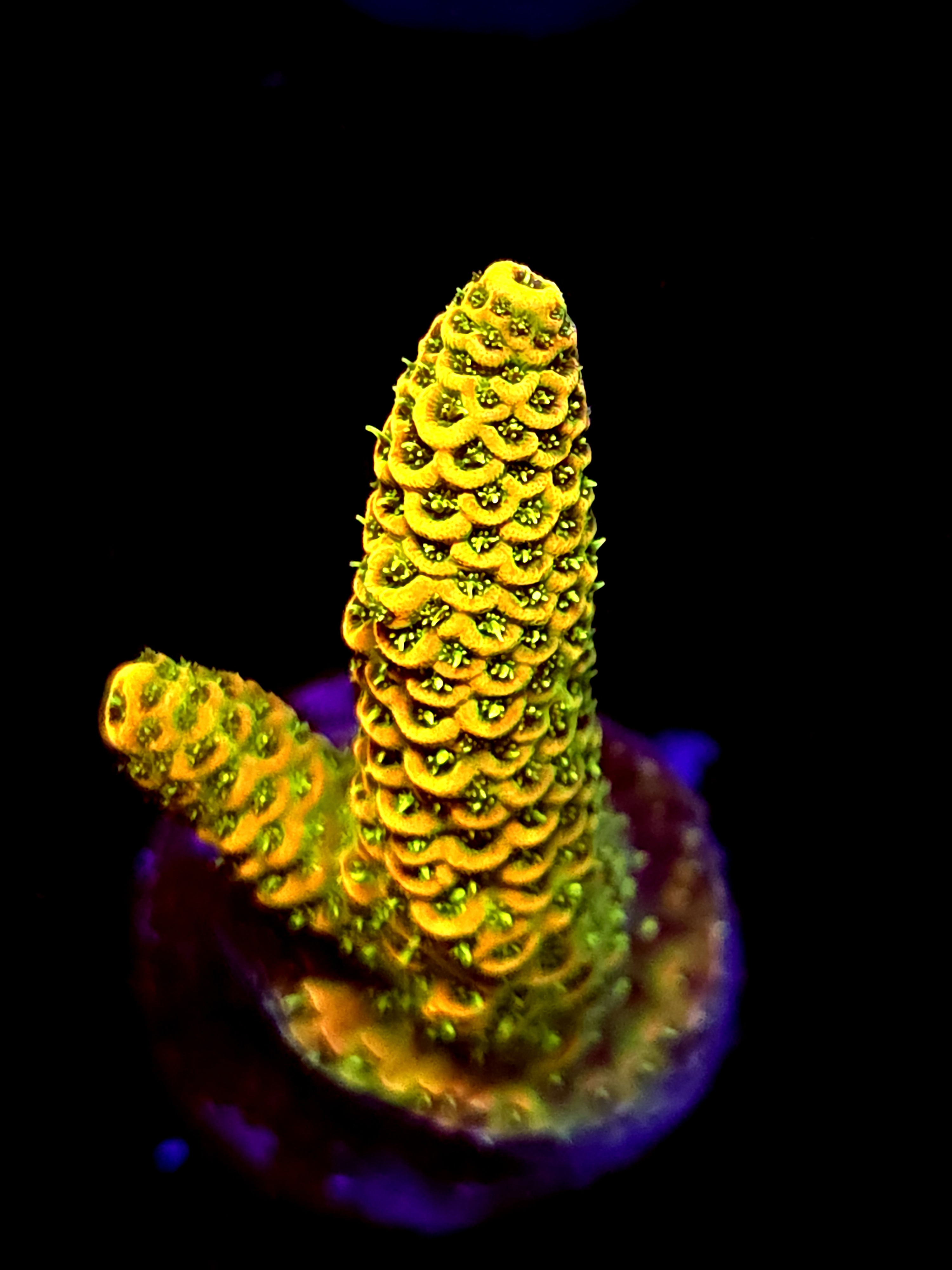 SBB "Voltage Fang" Acro Medium 2 Branch Crusted