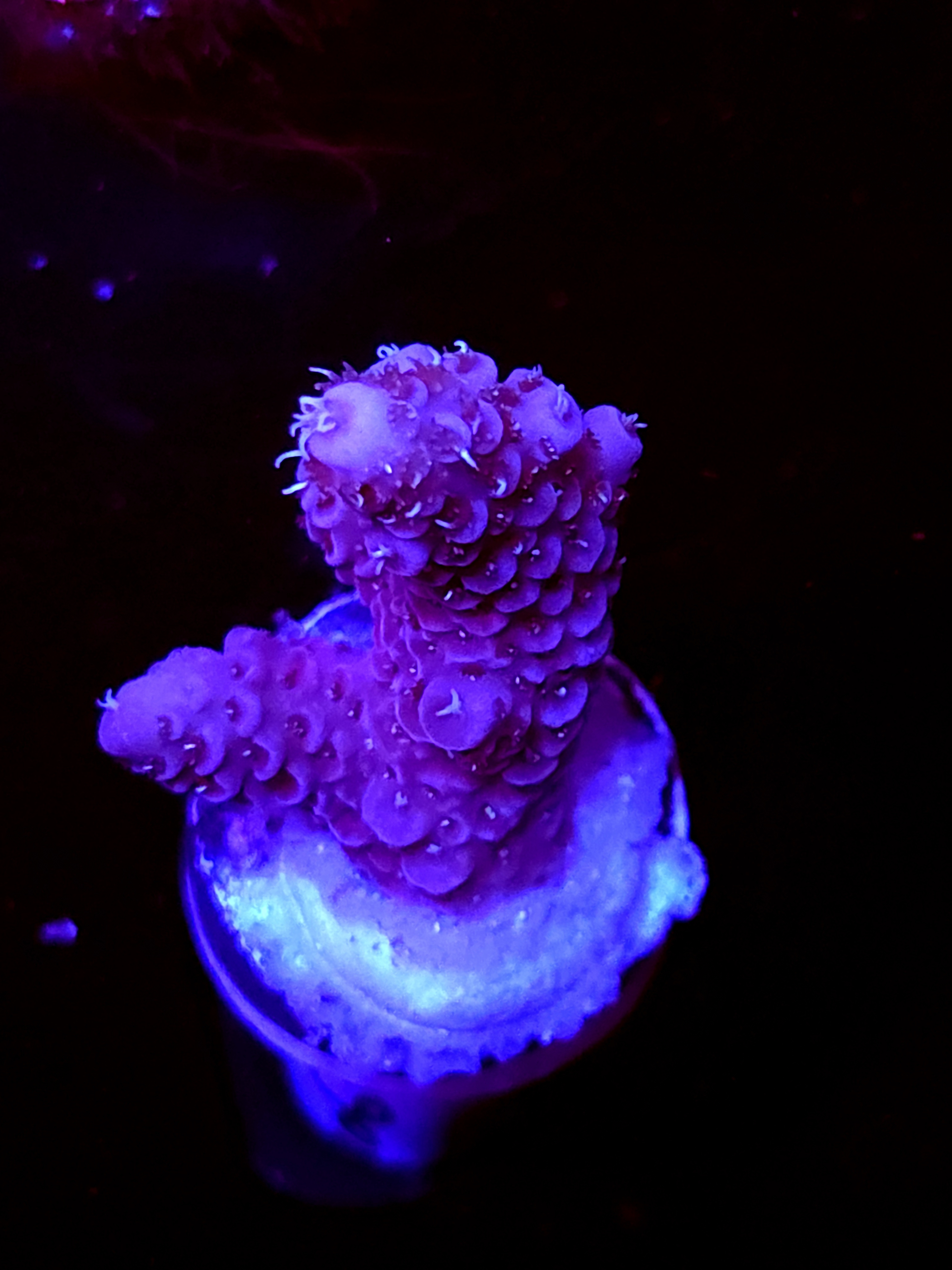 SBB "Fire Dragon" Acro Small Branch