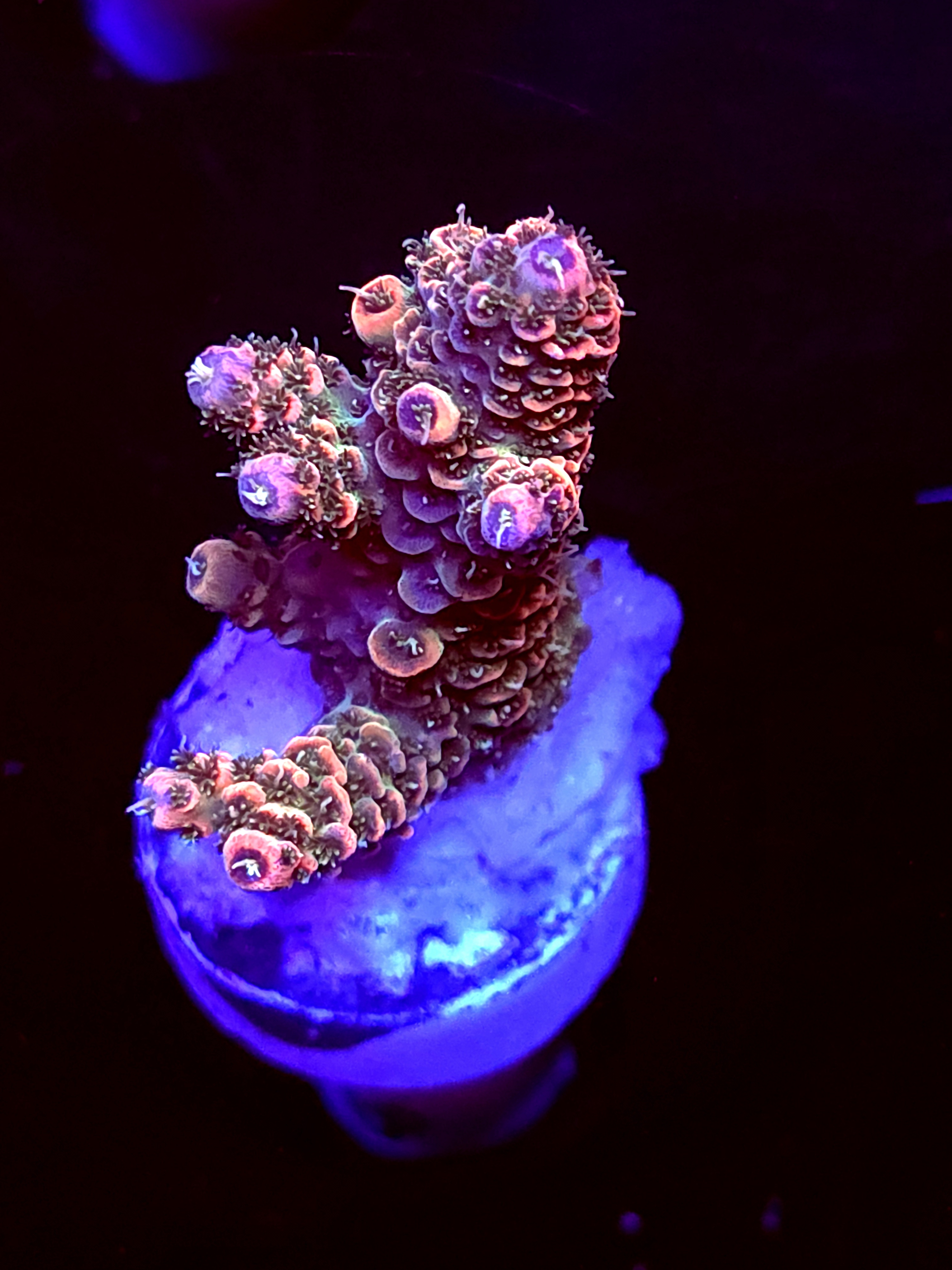 SBB "Mystery Signature" Acro Small Branch