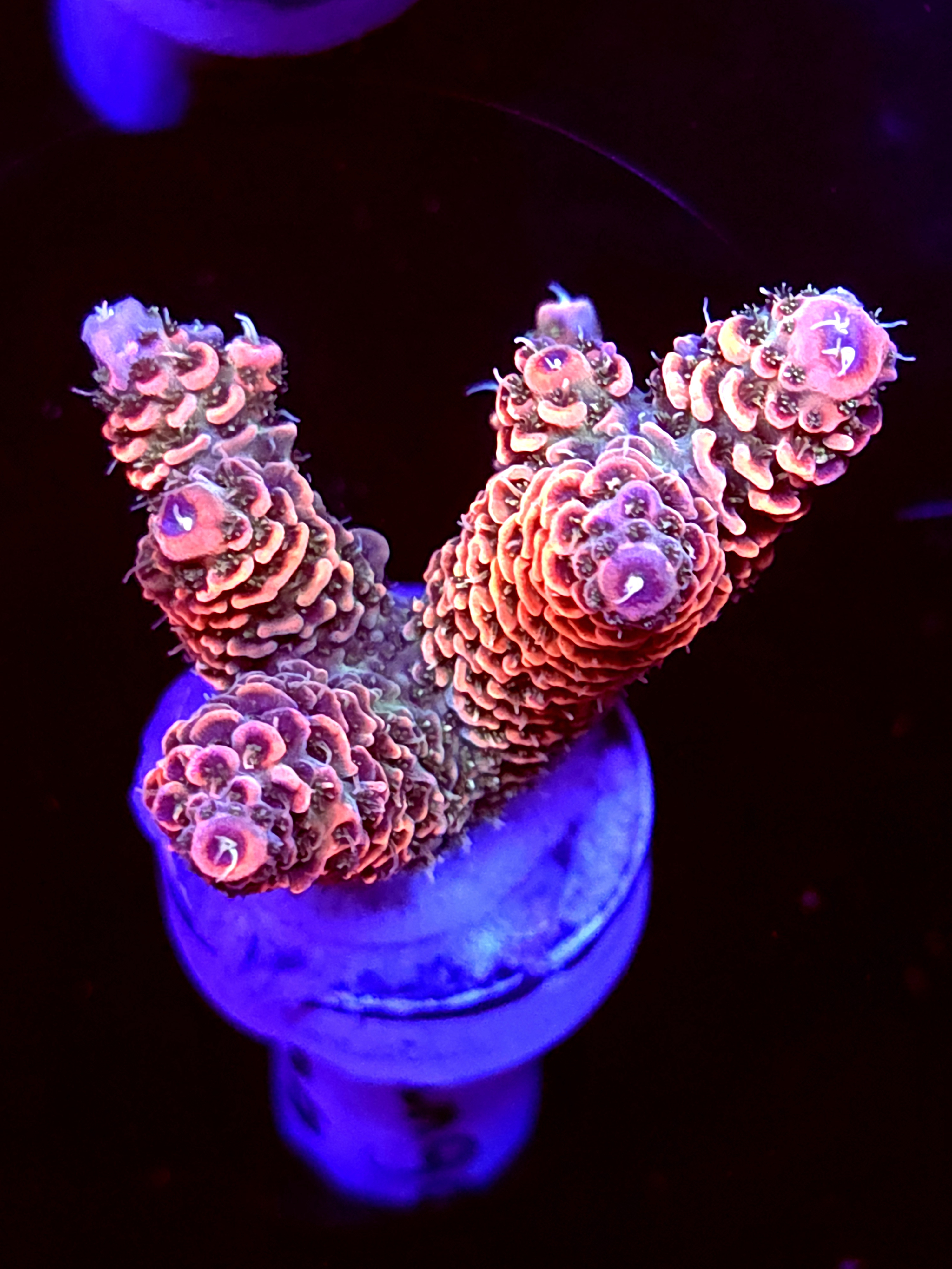 SBB "Mango Tango" Acro Medium Multibranch