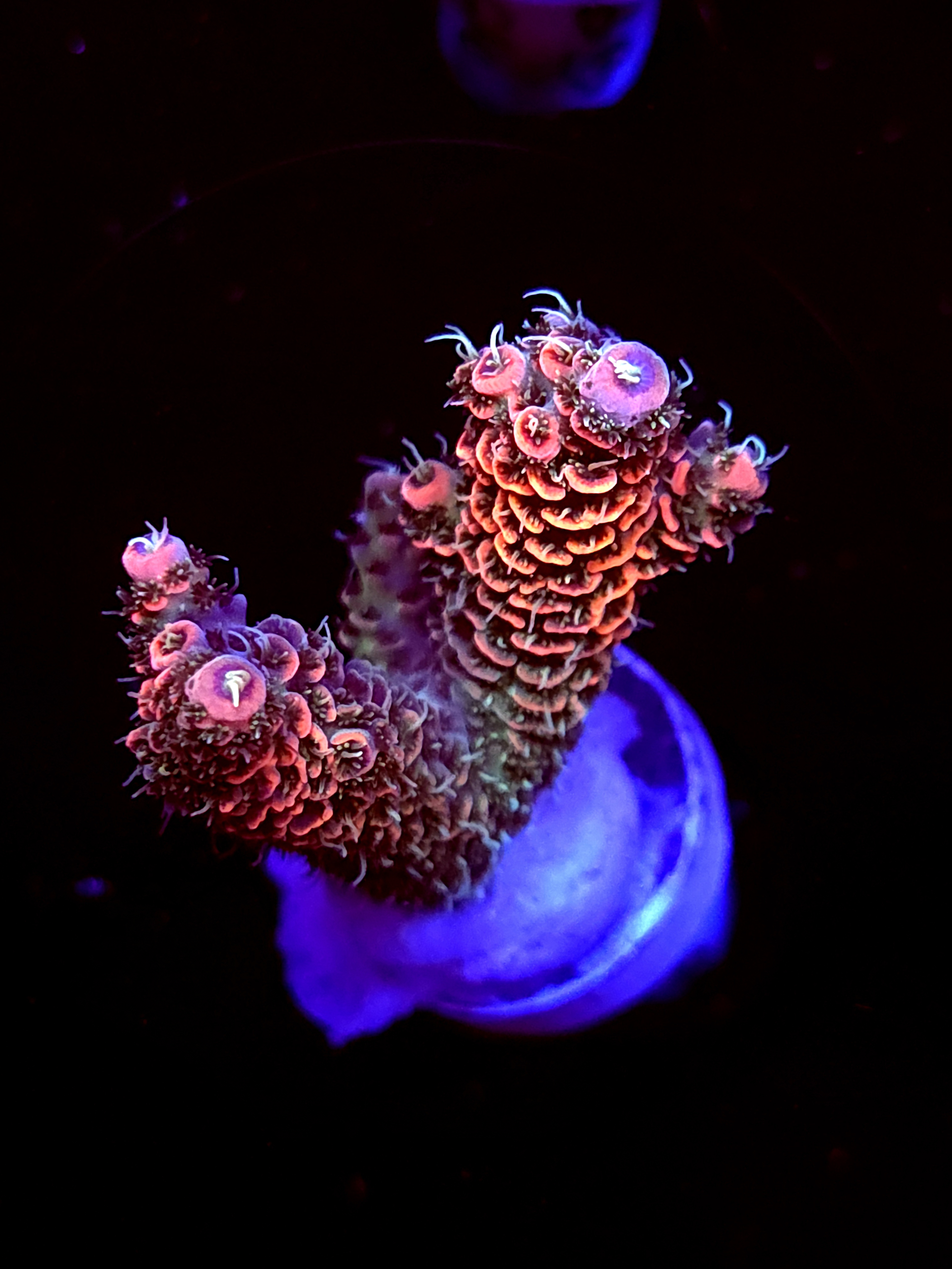 SBB "Mango Tango" Acro Medium 2 Branch