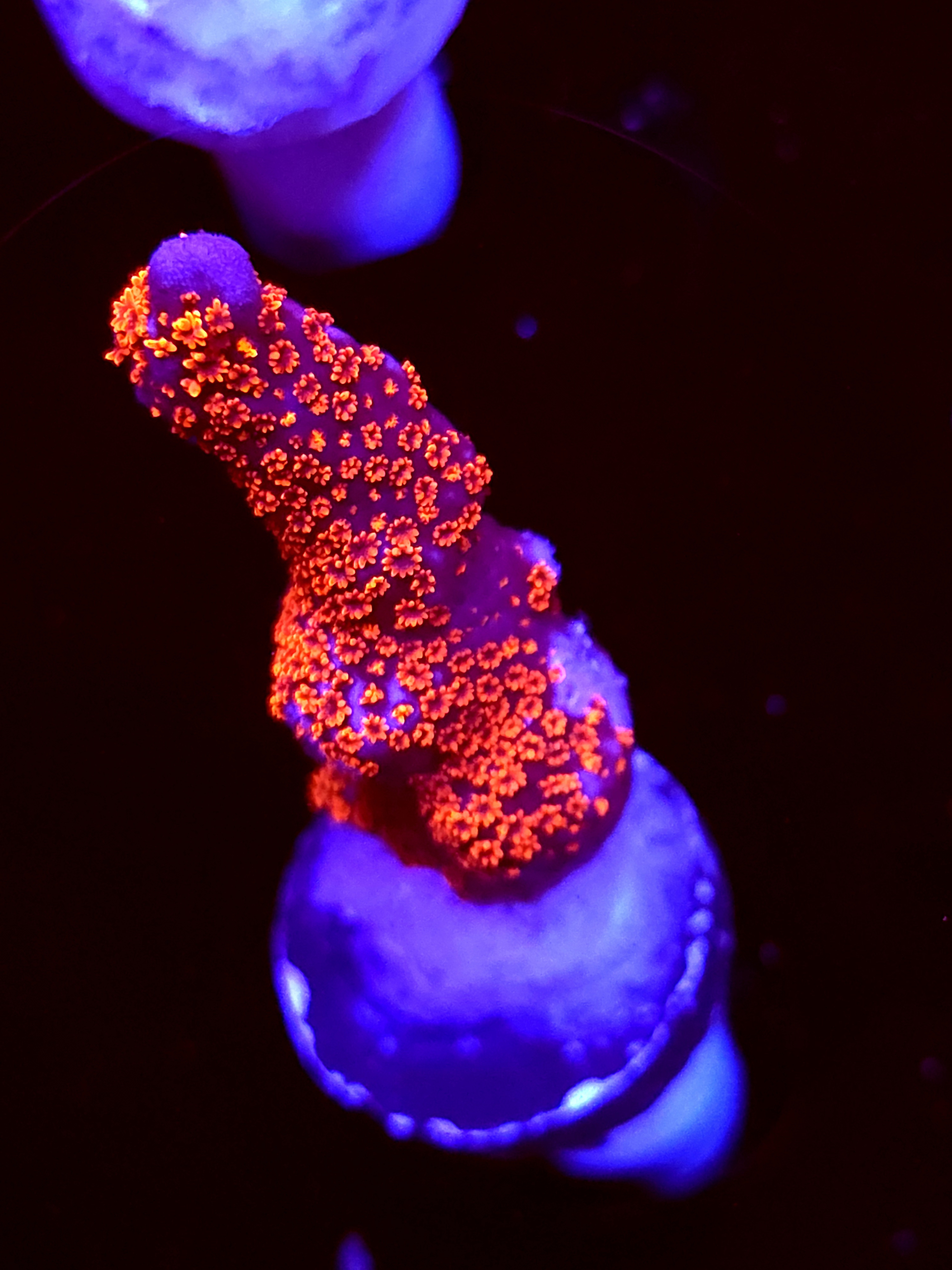 SBB "Mystery Signaturei" Acro Medium Branch