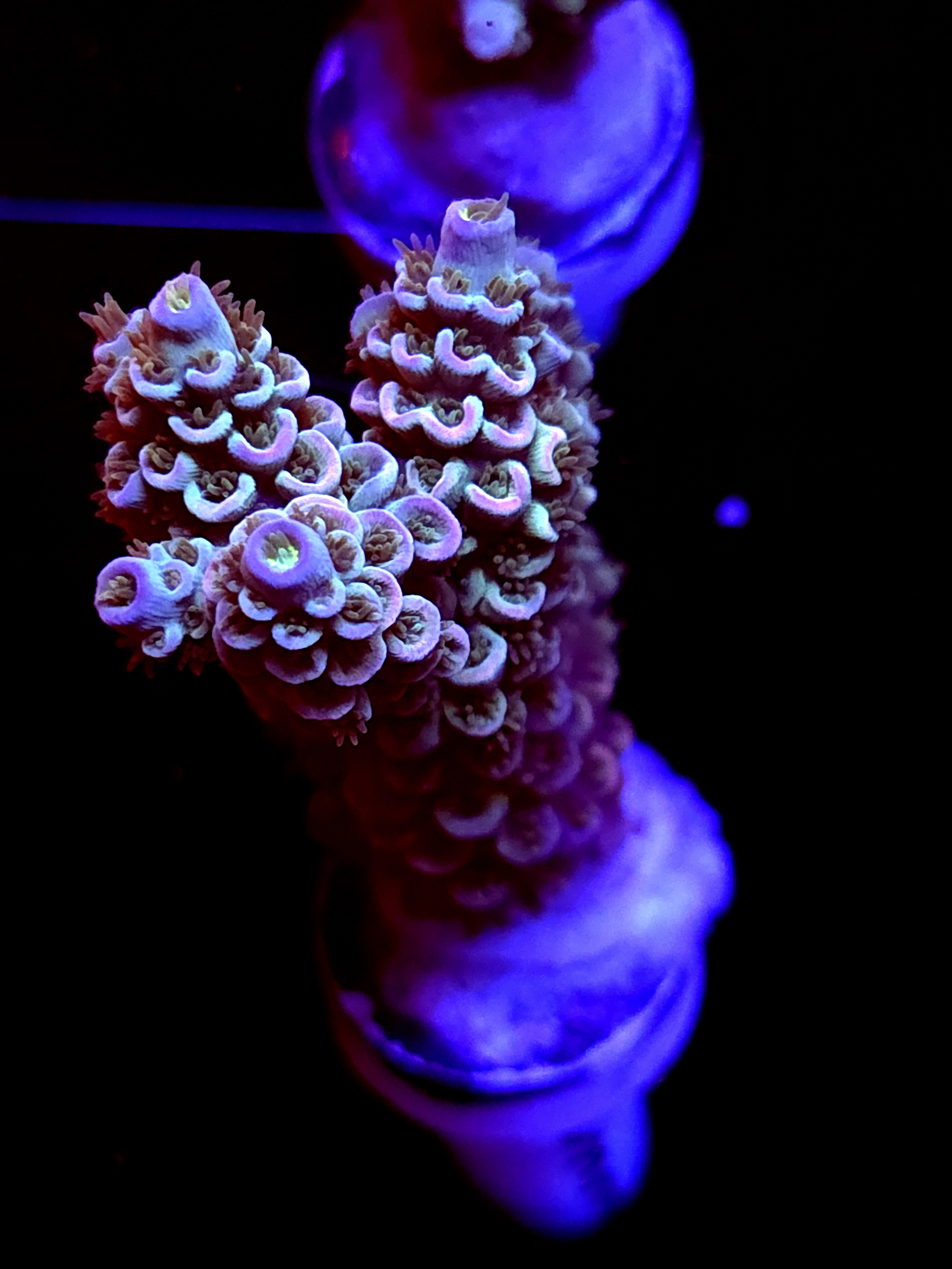 SBB "Mystery Signature" Acro Large Multibranch