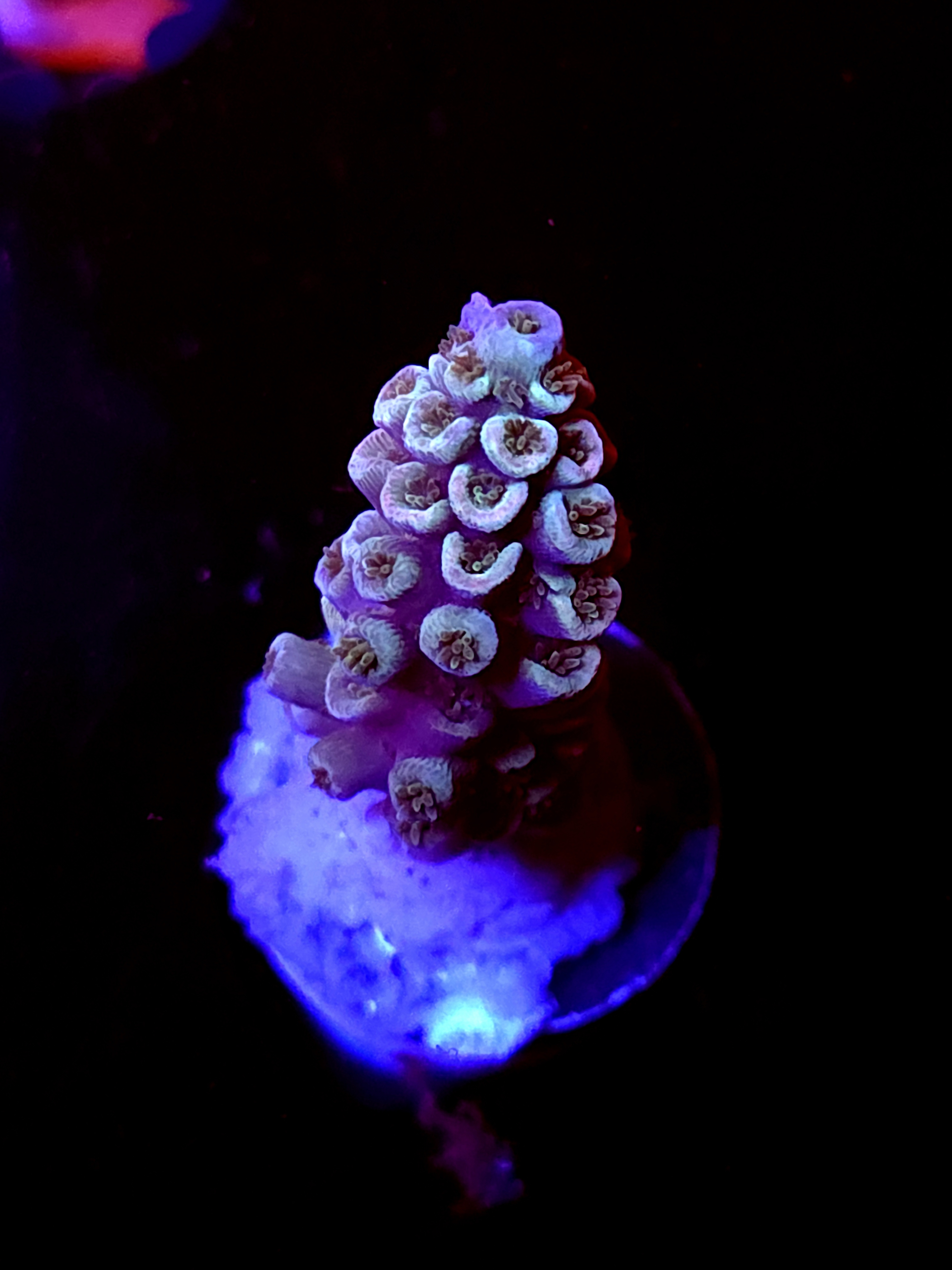 SBB "Bugs Bunny" Acro Medium Branch