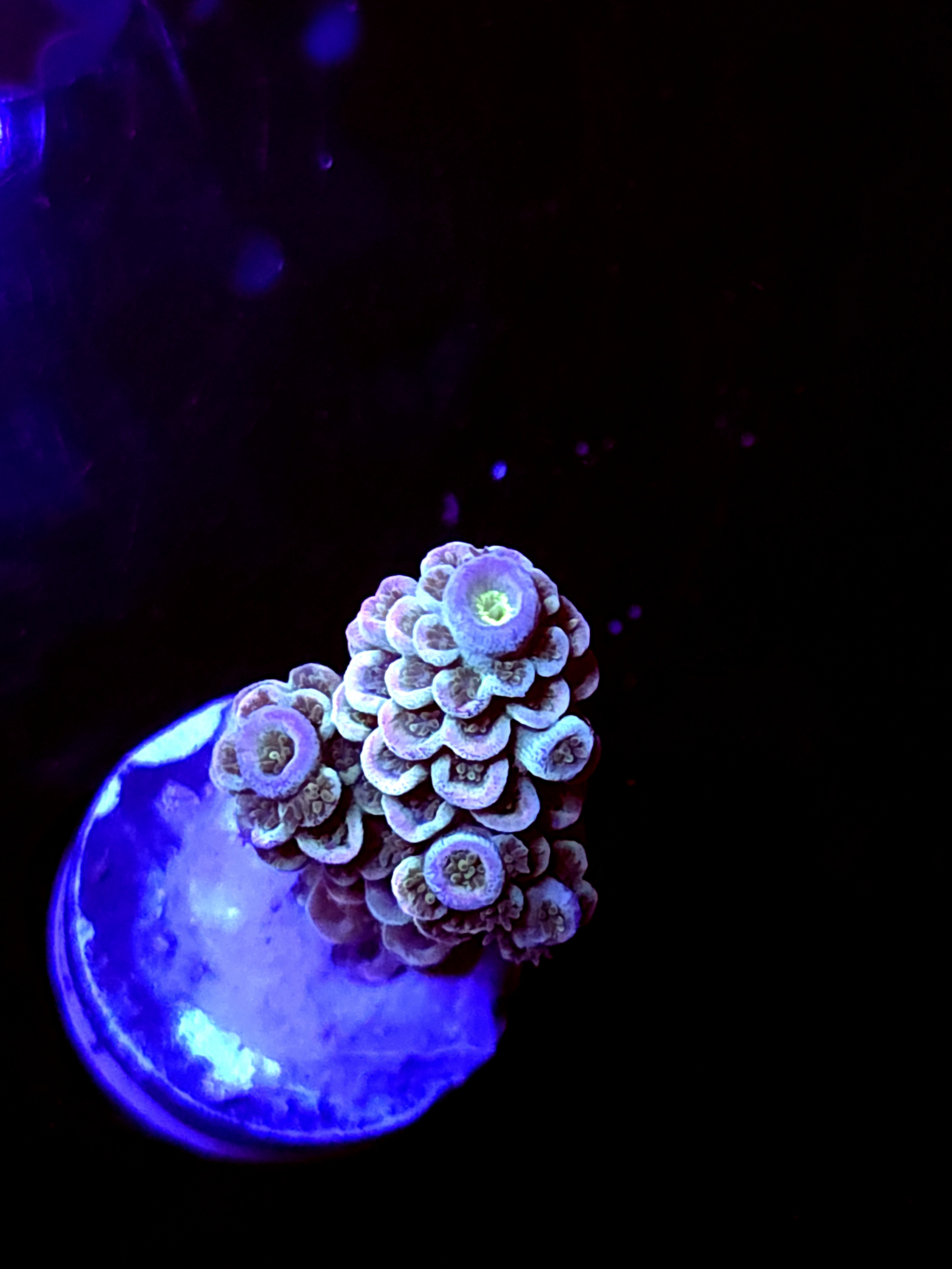 SBB "Bugs Bunny" Acro Medium Branch