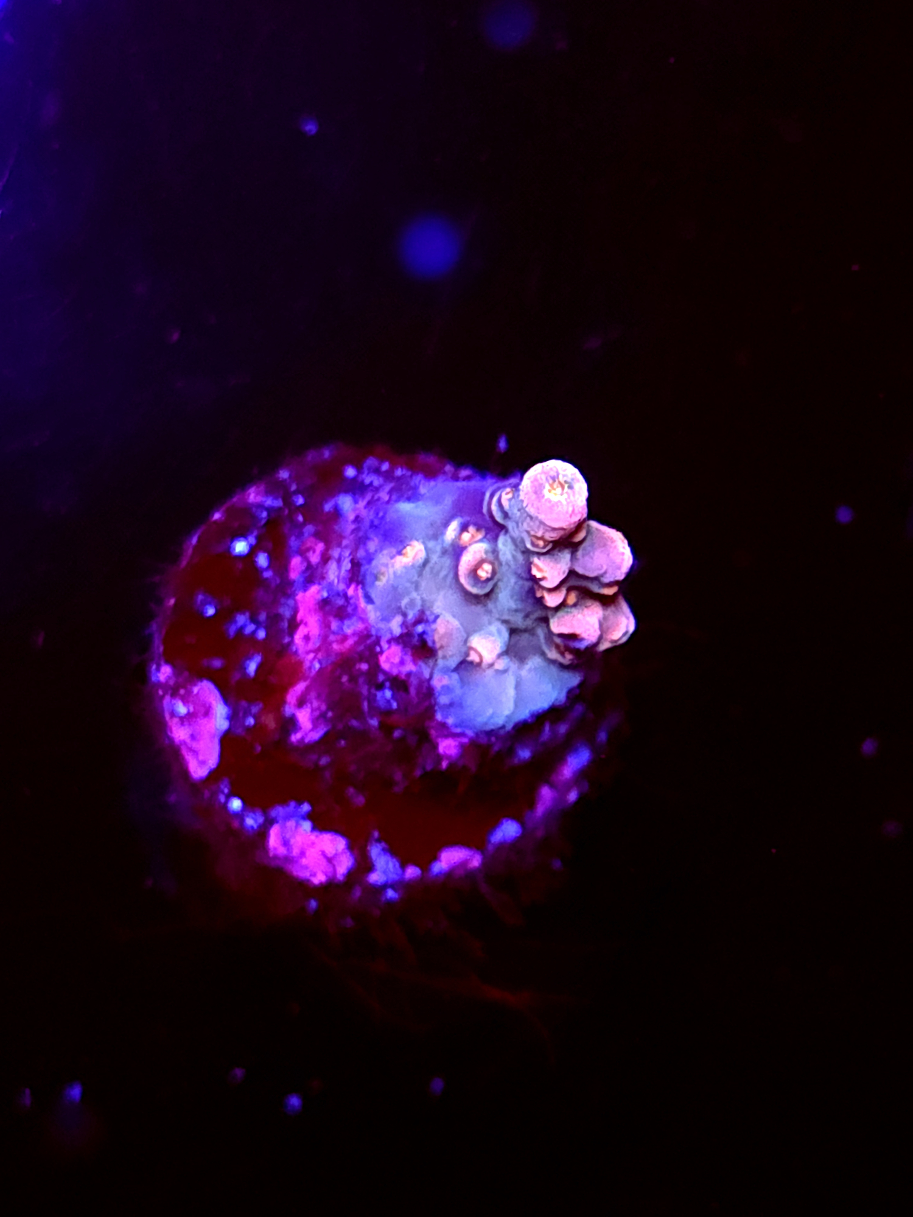 SBB "Nectar Pop" Acro Tiny Branch