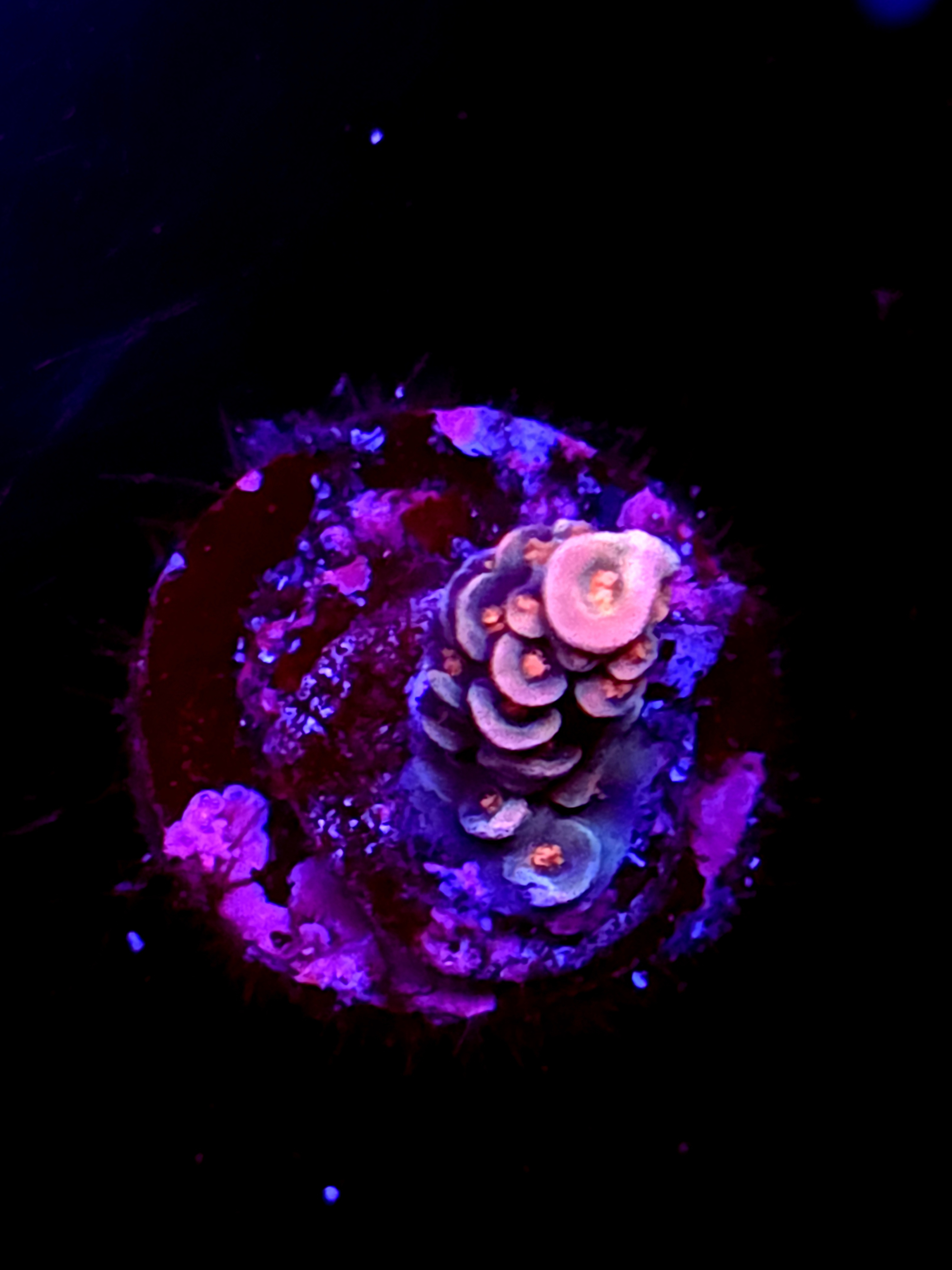 SBB "Nectar Pop" Acro Booger