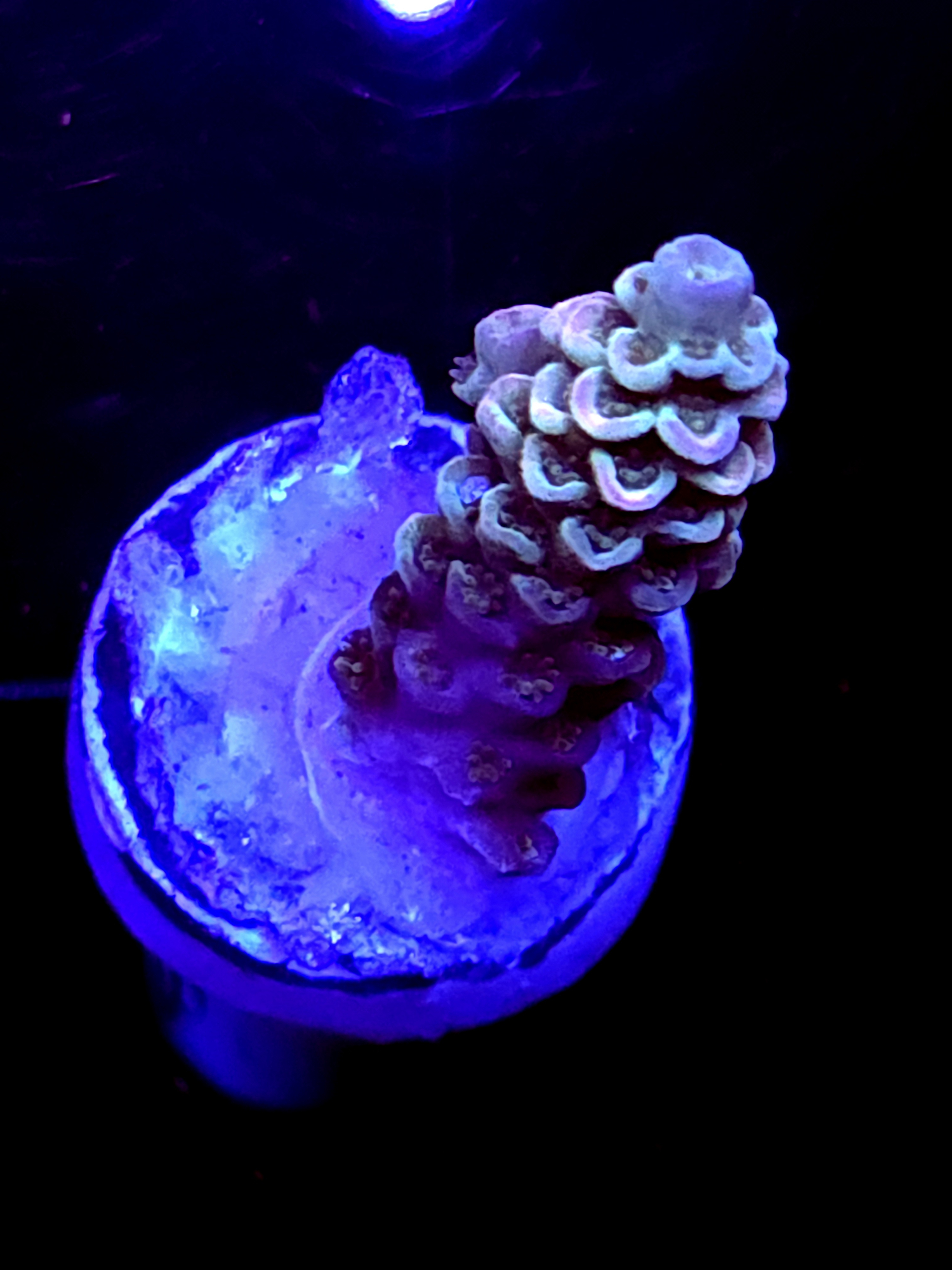 SBB "Mystery Signature" Acro Small Branch