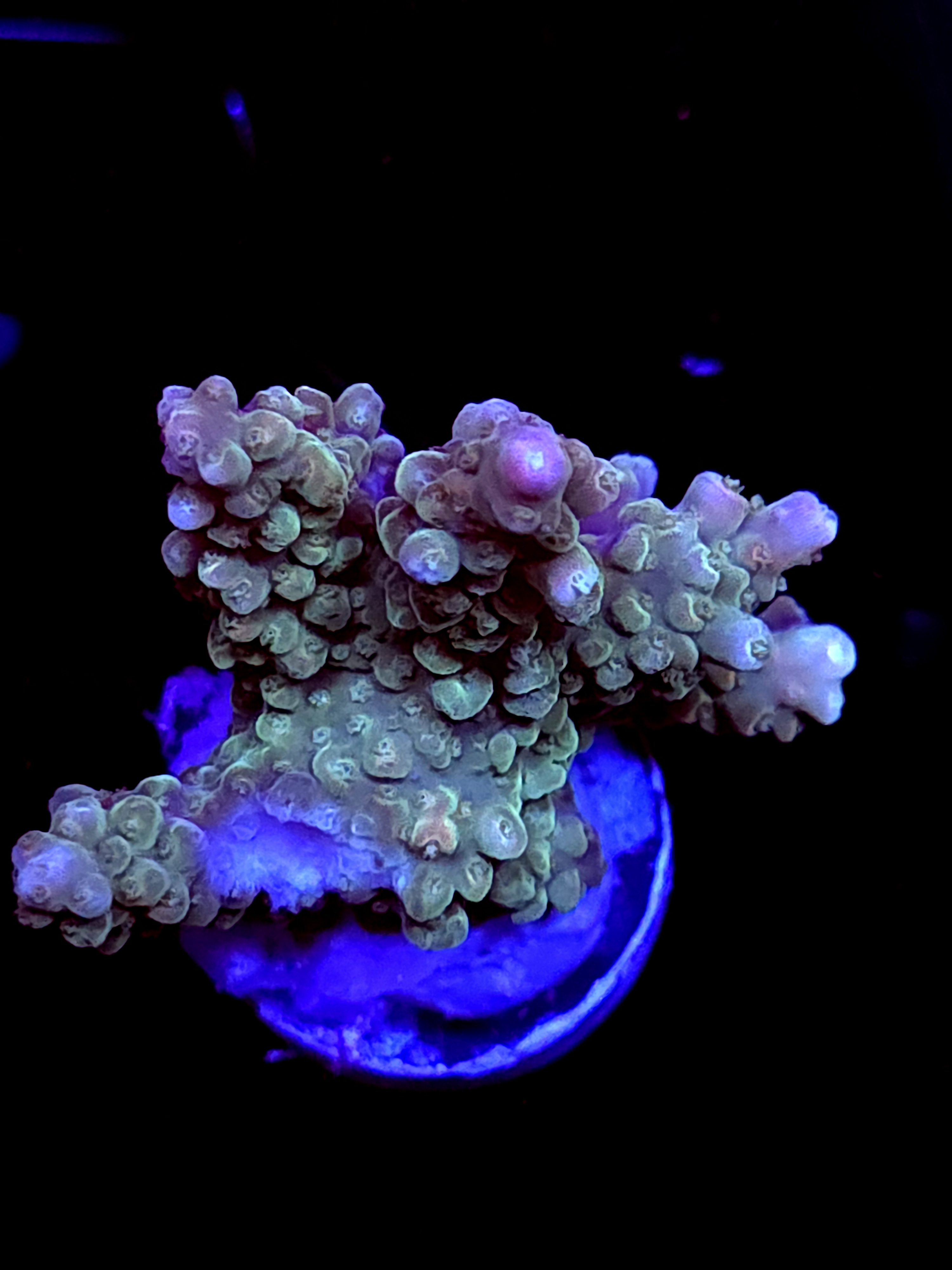 SBB "Afterburner" Acro Medium Multibranch