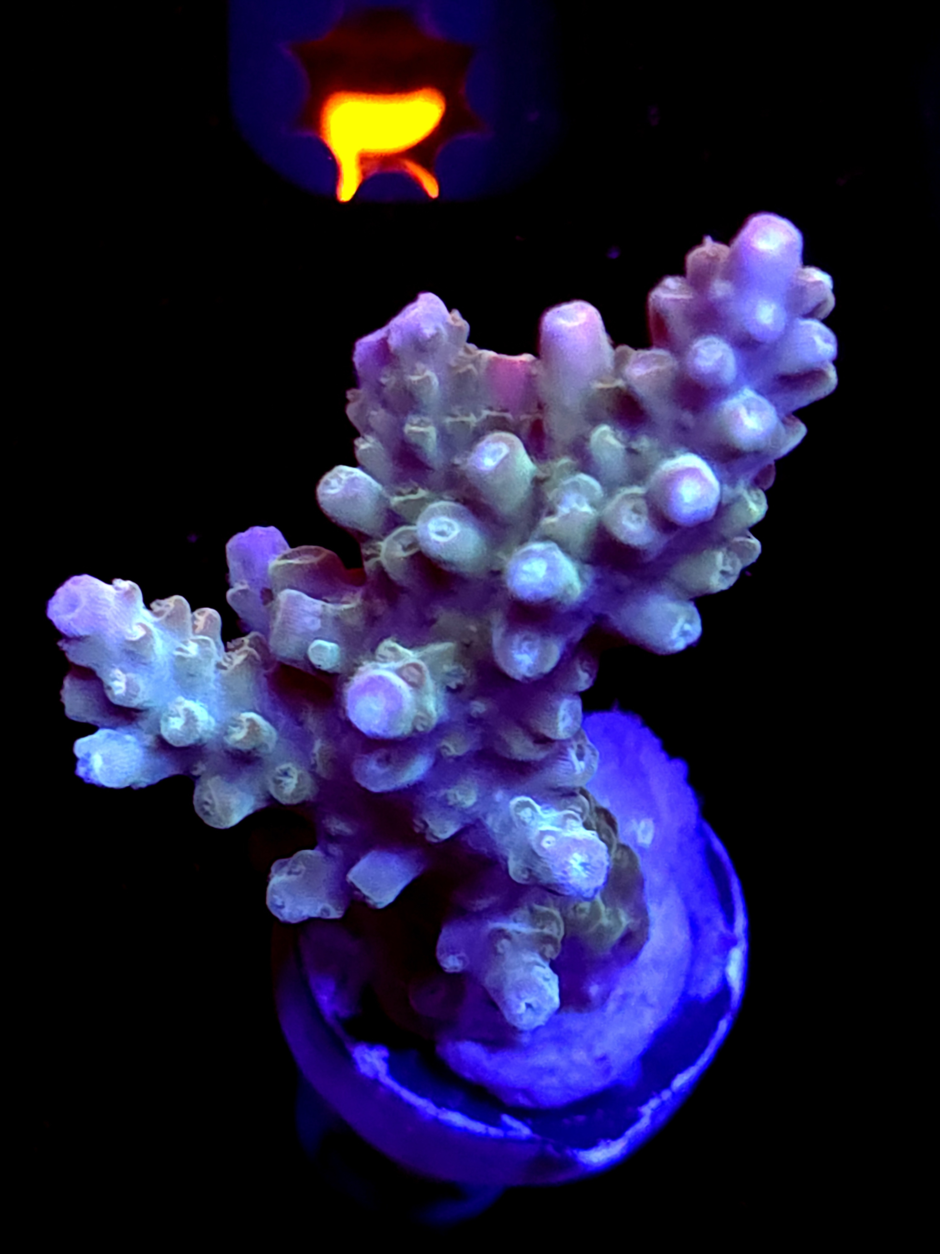 SBB "Afterburner" Acro Large Branch