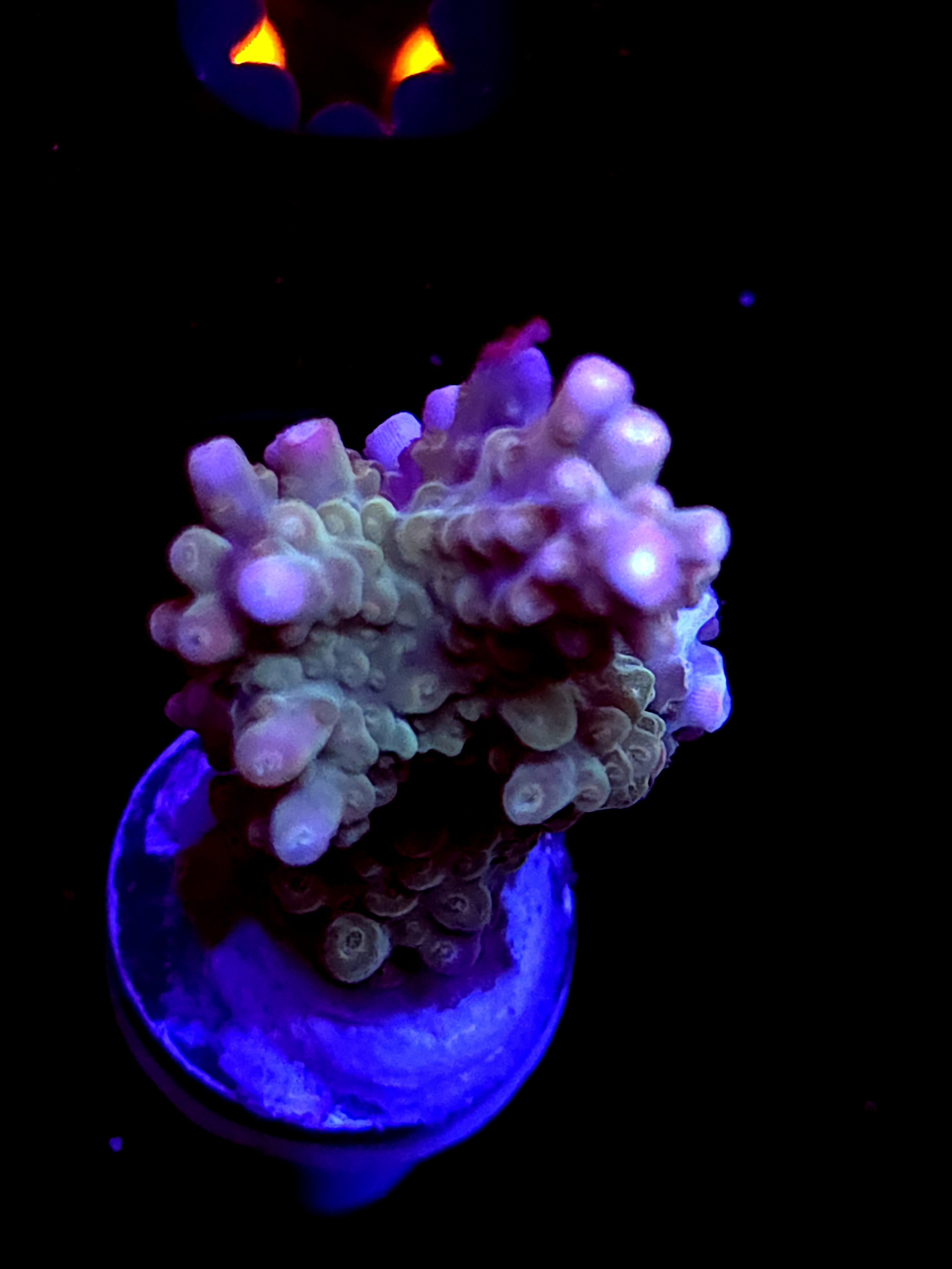 SBB "Afterburner" Acro Large Branch