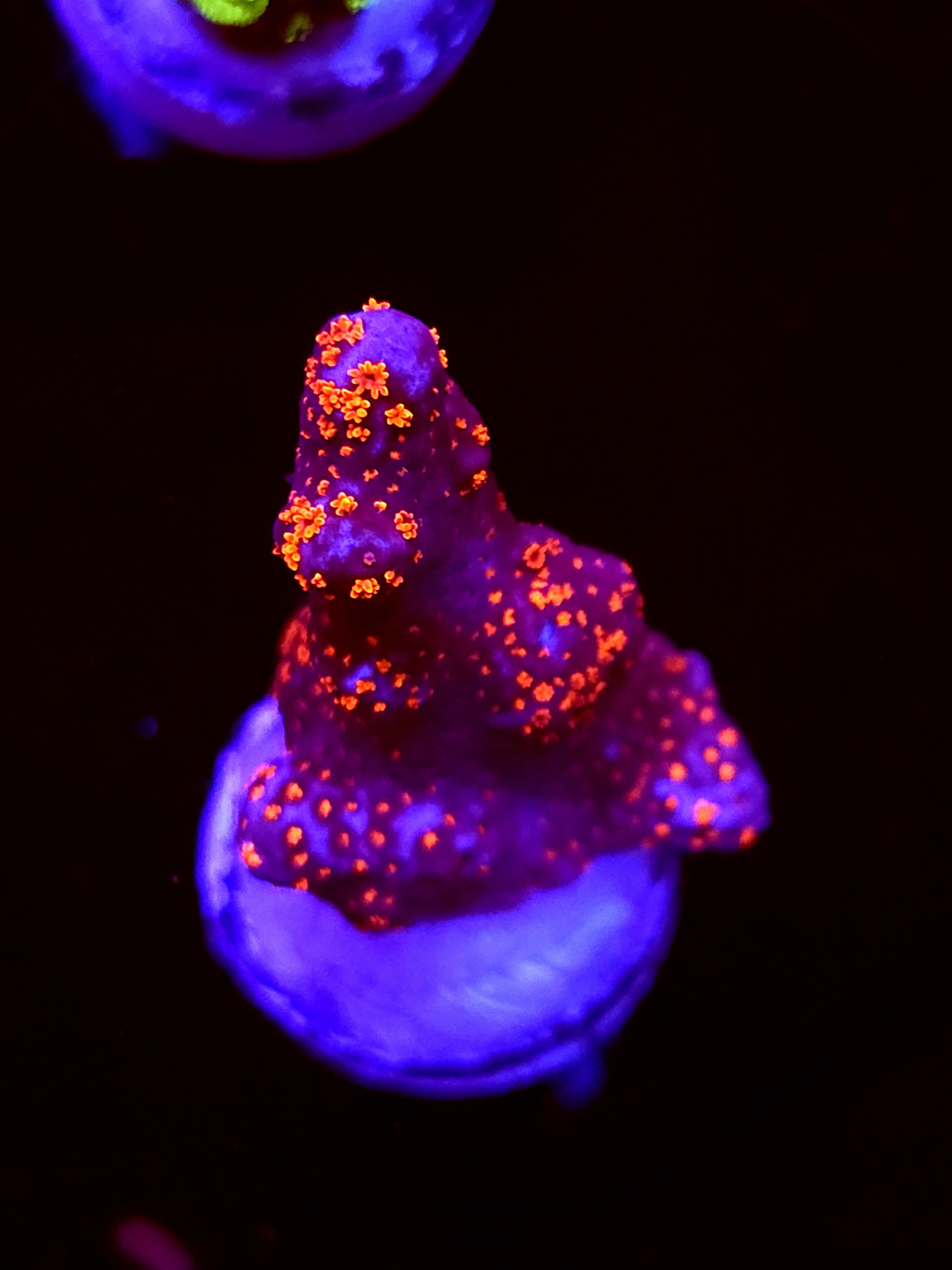 SBB "Bubble Digi" Acro Medium Branch