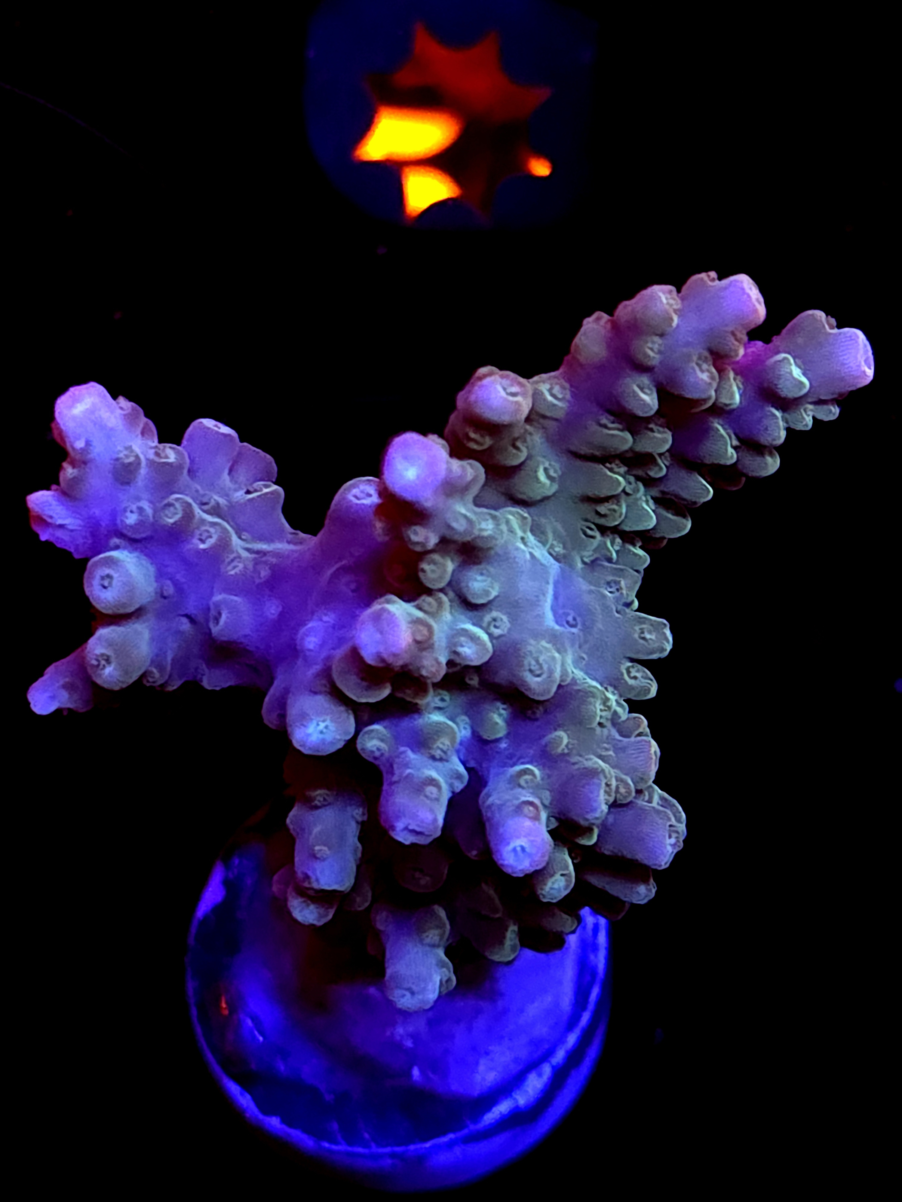 SBB "Mystery Signature" Acro Medium 2 Branch