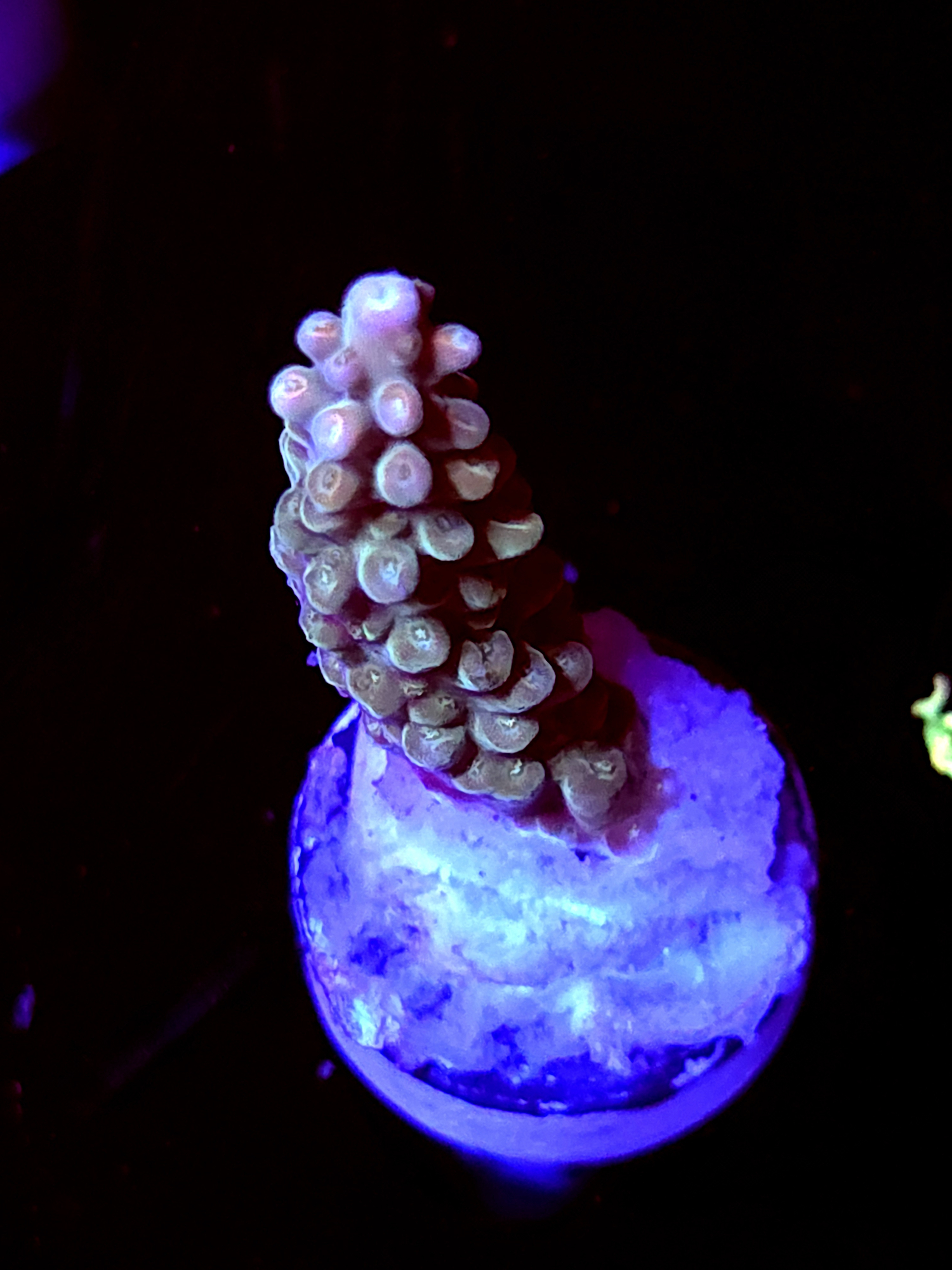 SBB "Afterburner" Acro Medium Branch