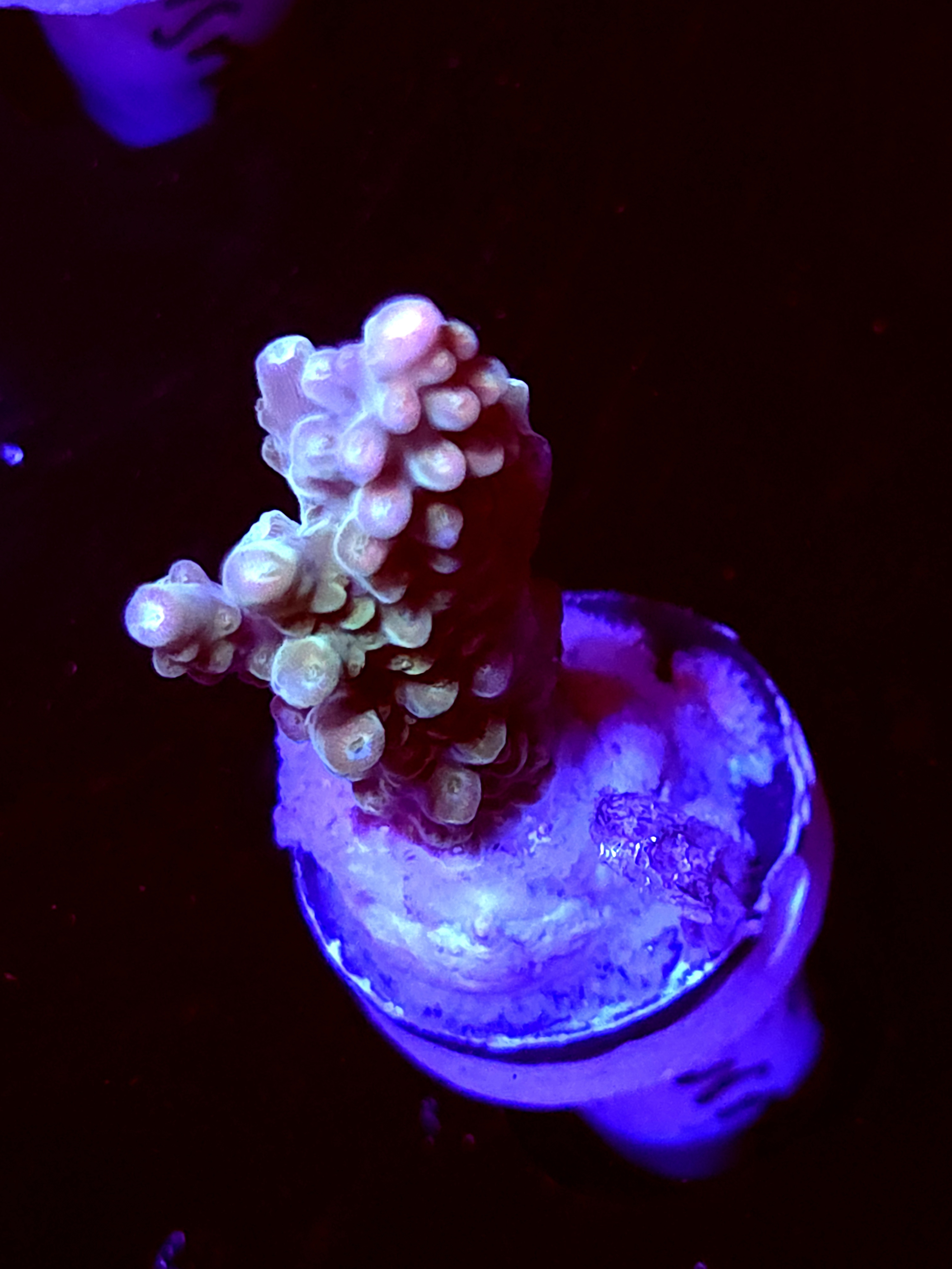 SBB "Afterburner" Acro Medium Branch