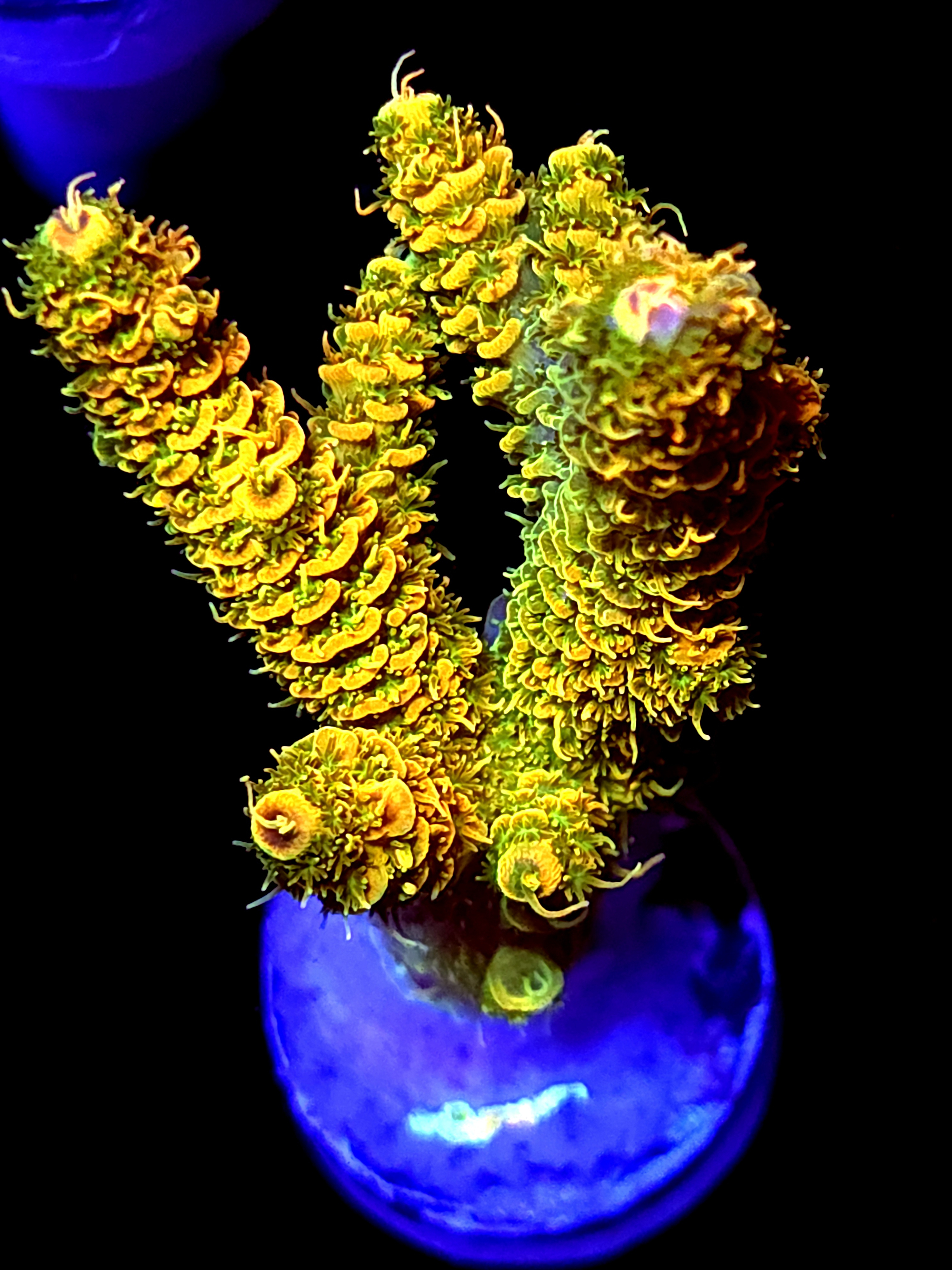 SBB "Heat Glow" Acro Large 2 Branch