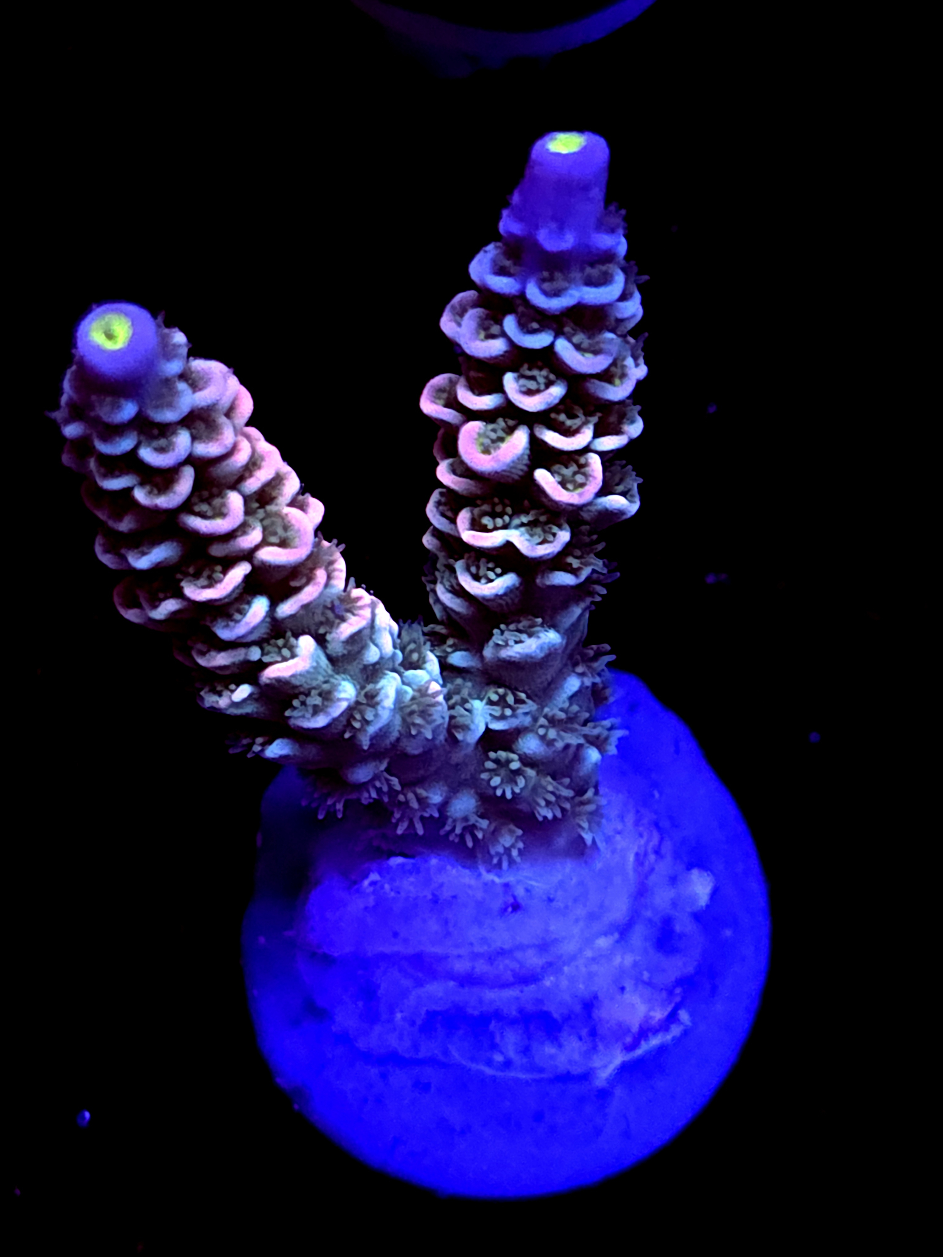 SBB "Disney" Acro Medium 2 Branch