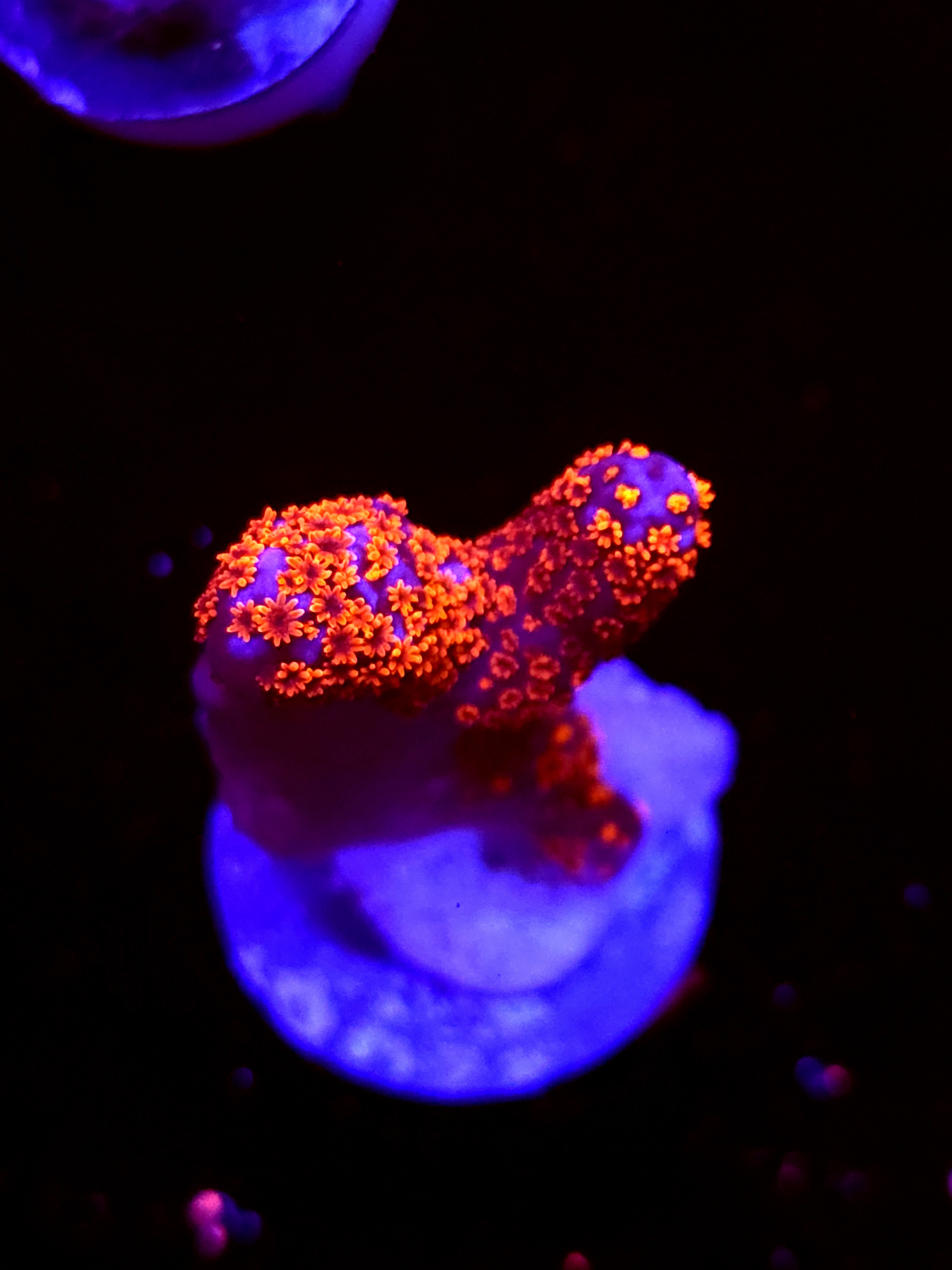 SBB "Bubble Digi" Acro Small 2 Branch