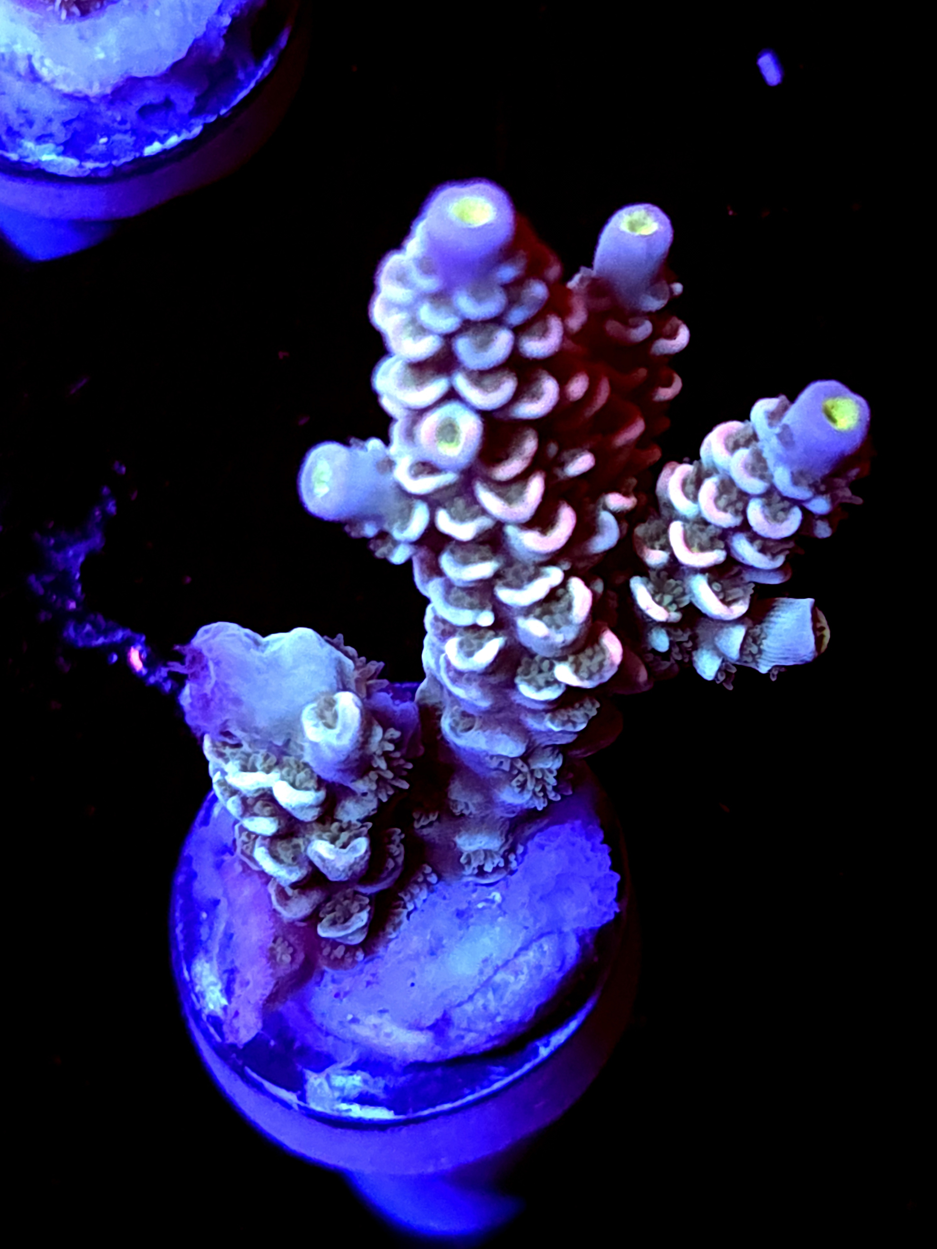 SBB "Disney" Acro Medium 2 Branch