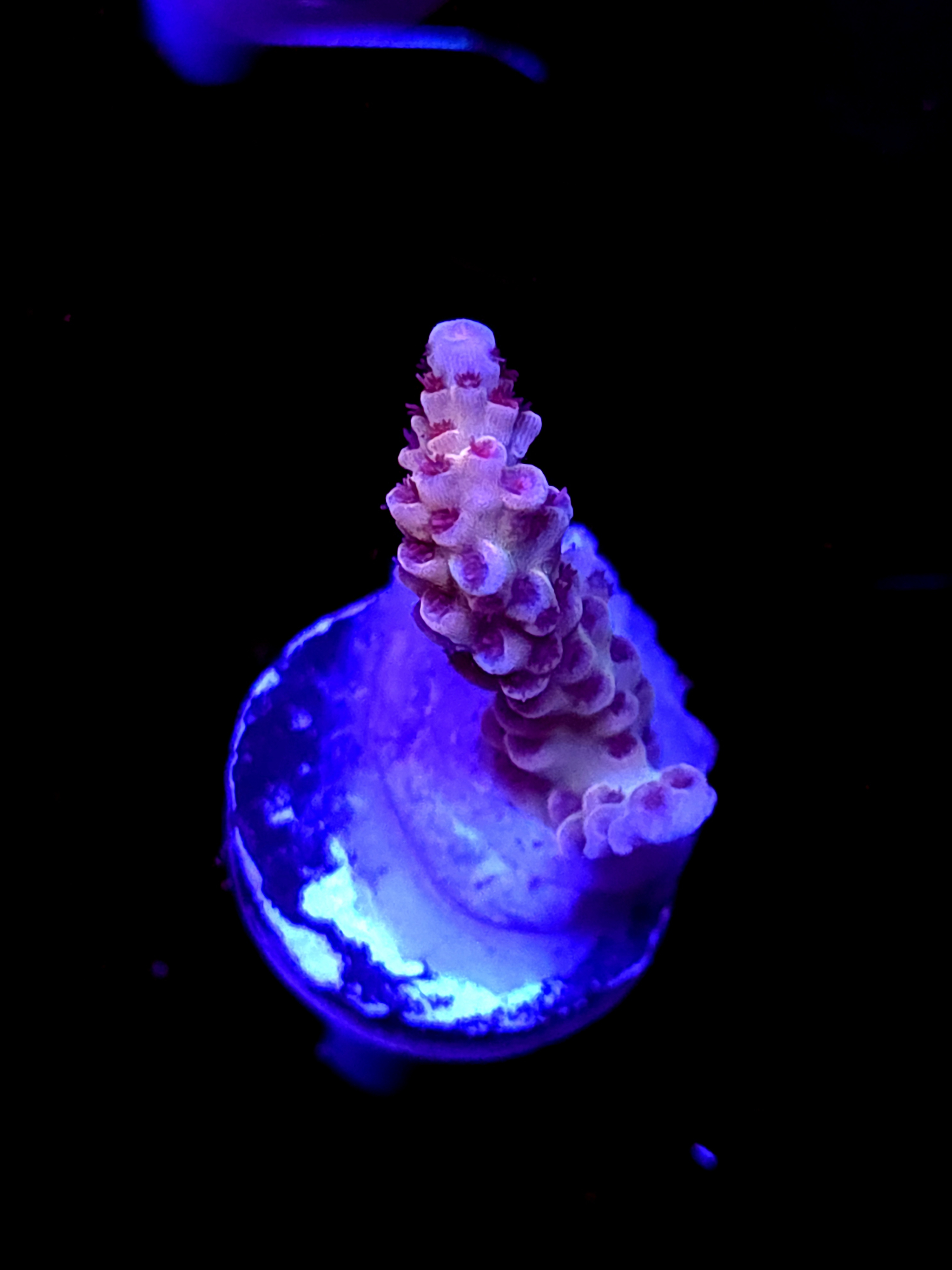 SBB "Mystery Signature" Acro Medium Branch