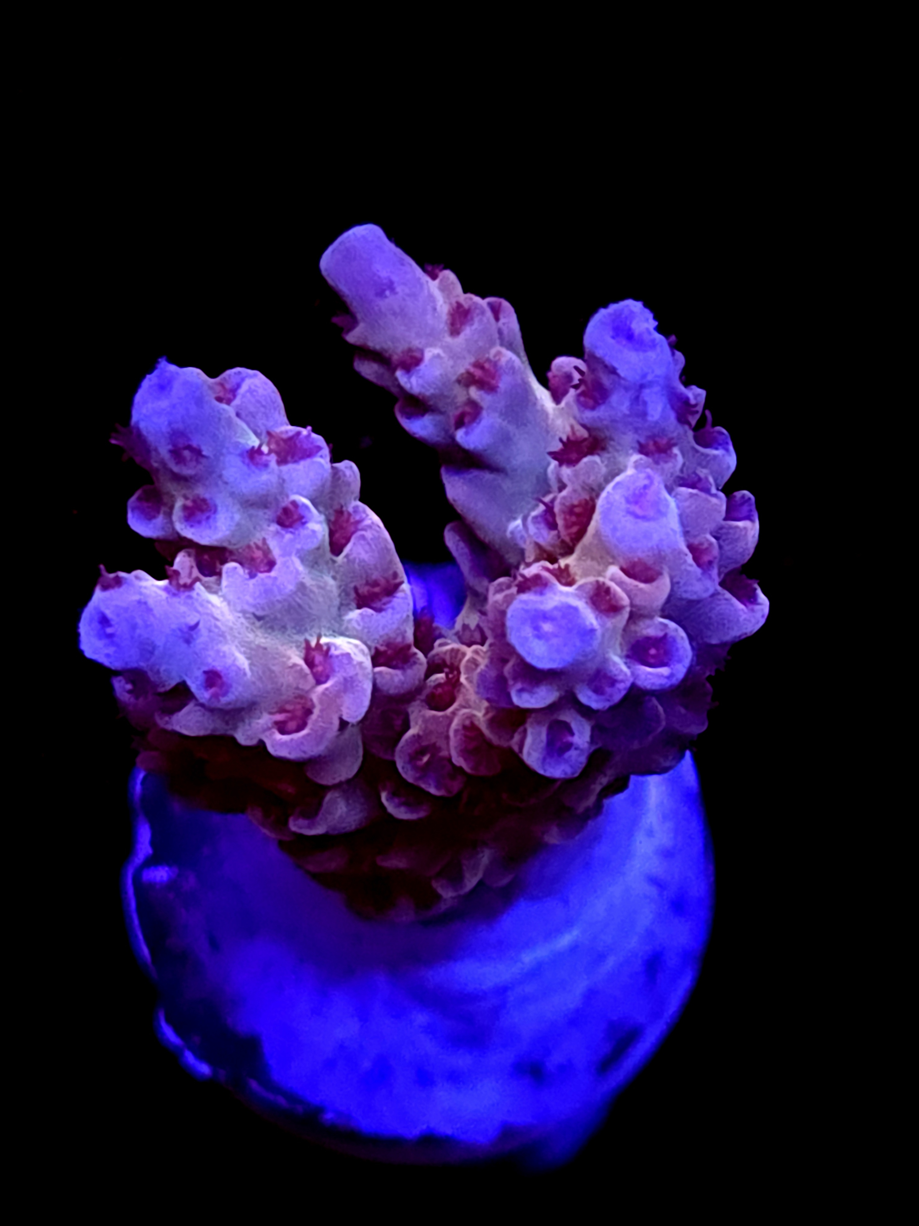 SBB "Magic Wizard" Acro Medium 3 Branch