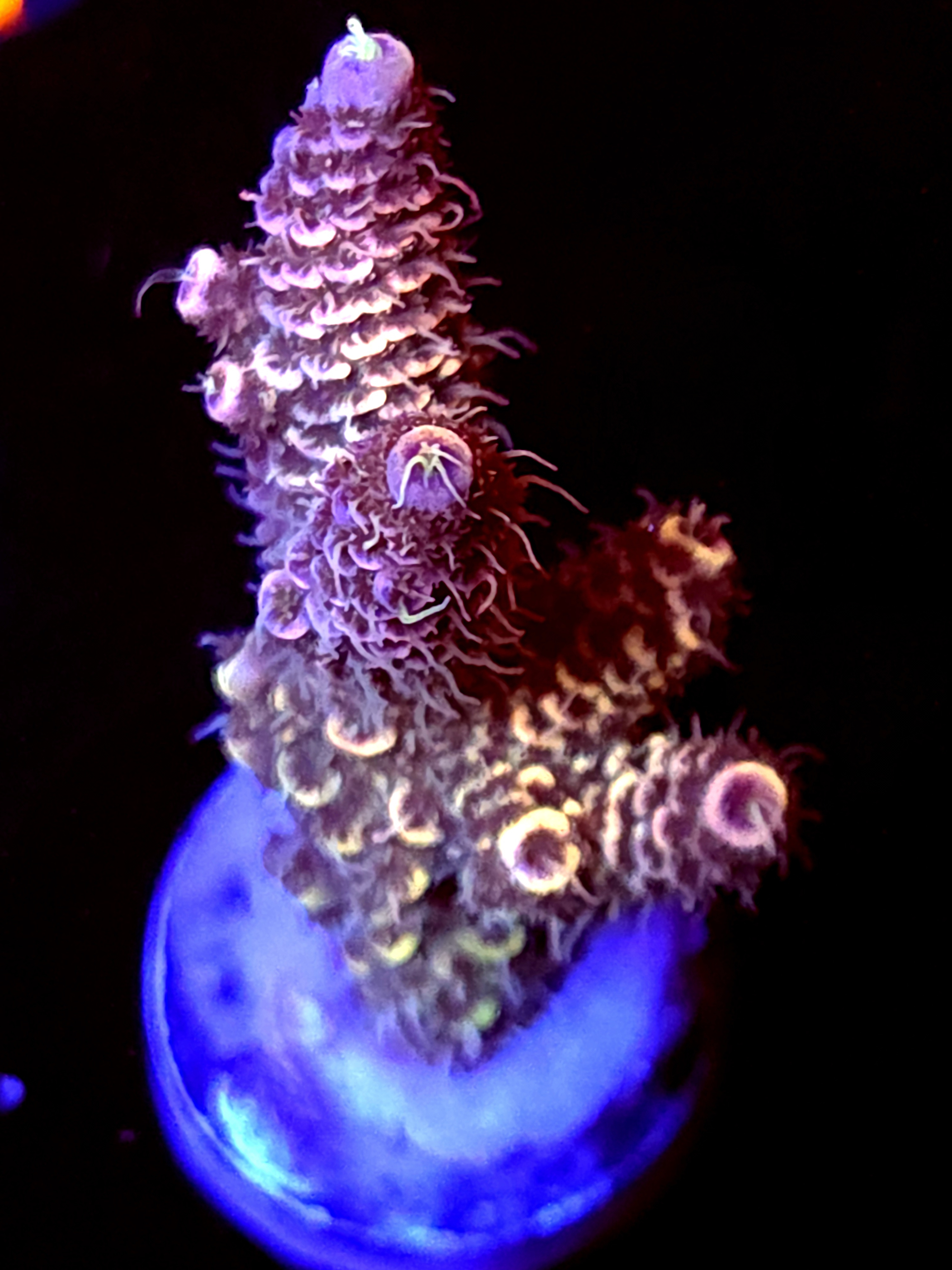 SBB "Prism" Acro Medium 3 Branch