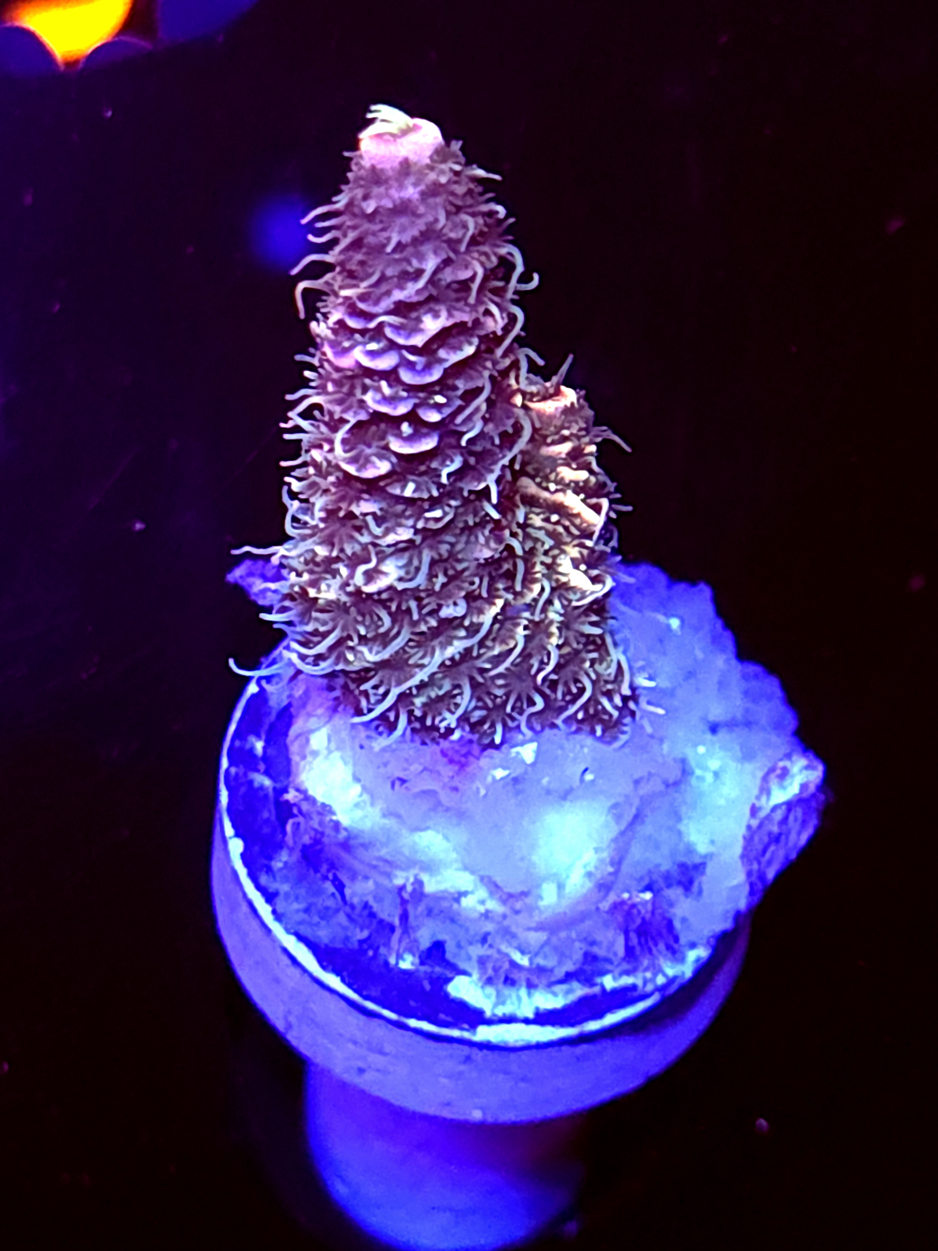 SBB "Prism" Acro Small Branch