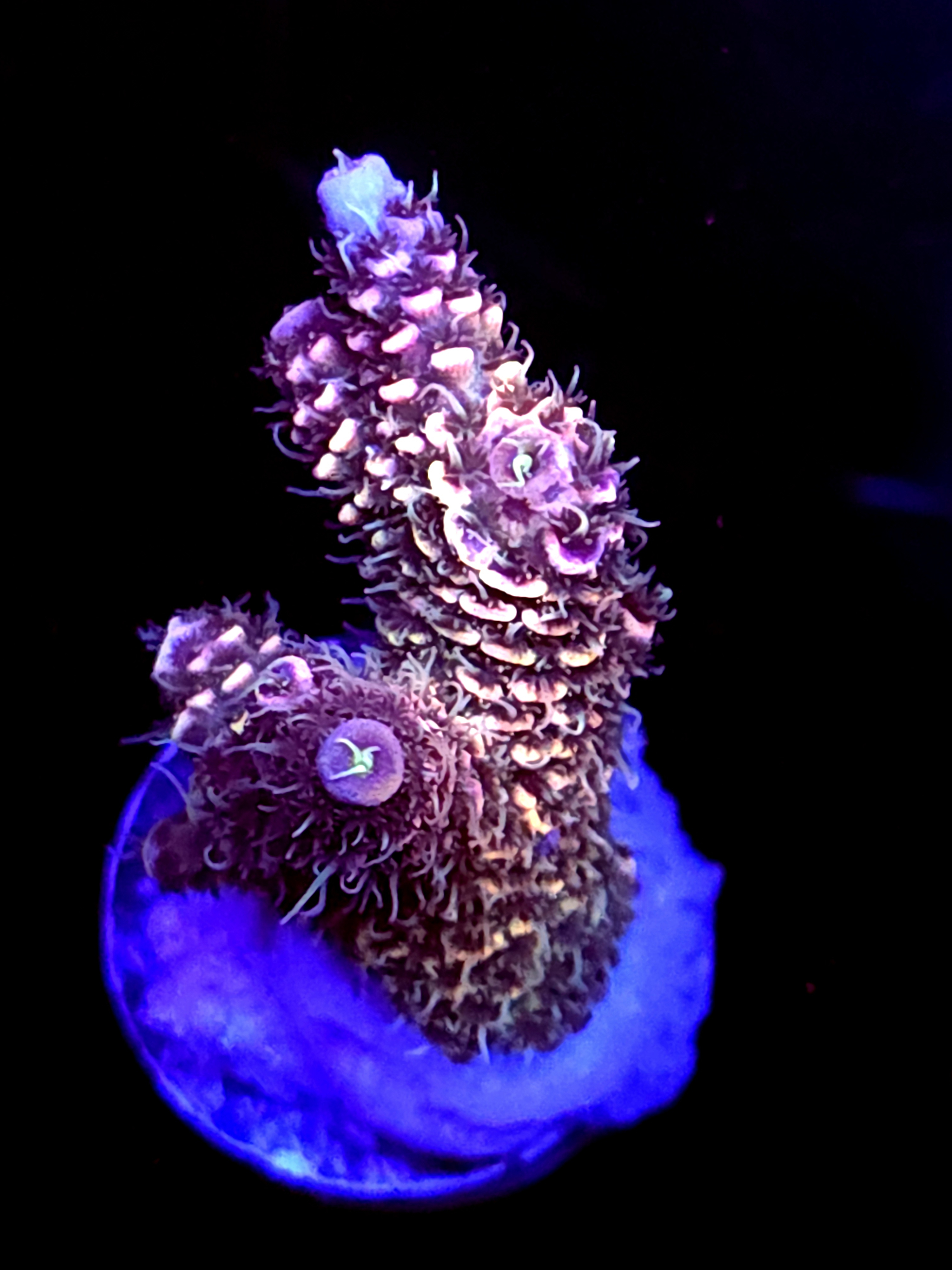 SBB "Prism" Acro Small 2 Branch