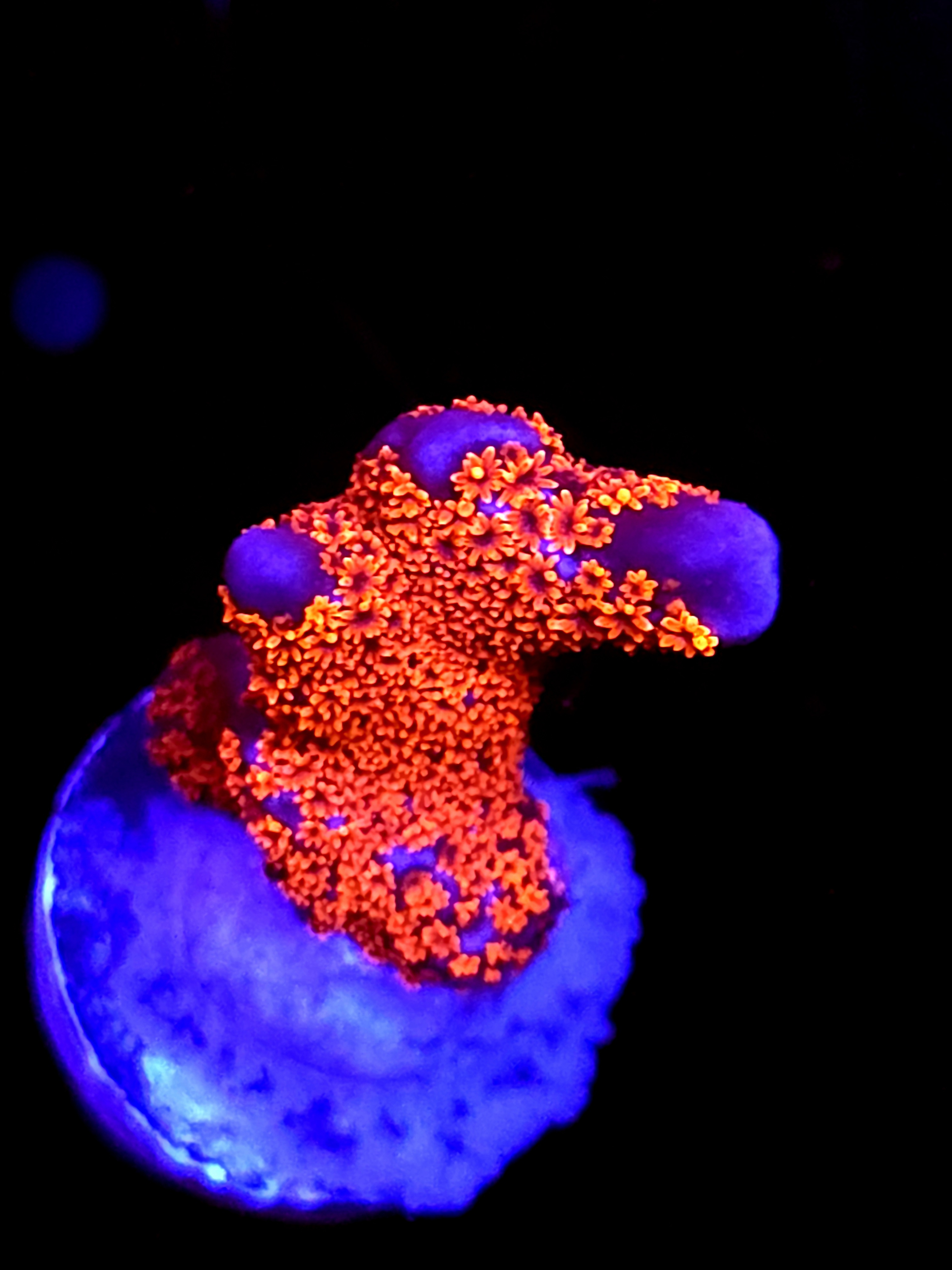 SBB "Bubble Digi" Acro Small Branch